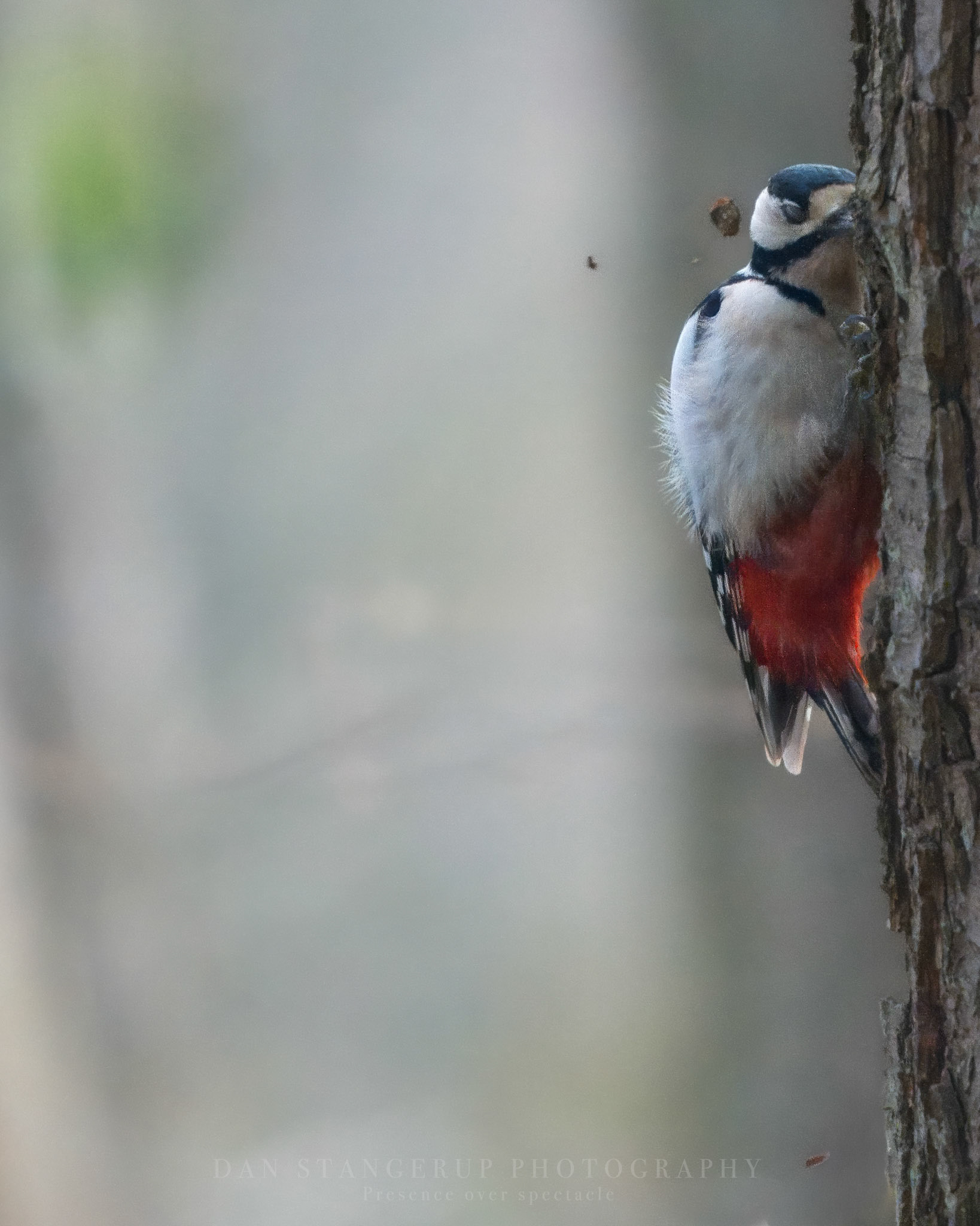 Stor Flagspætte (Dendrocopos major)