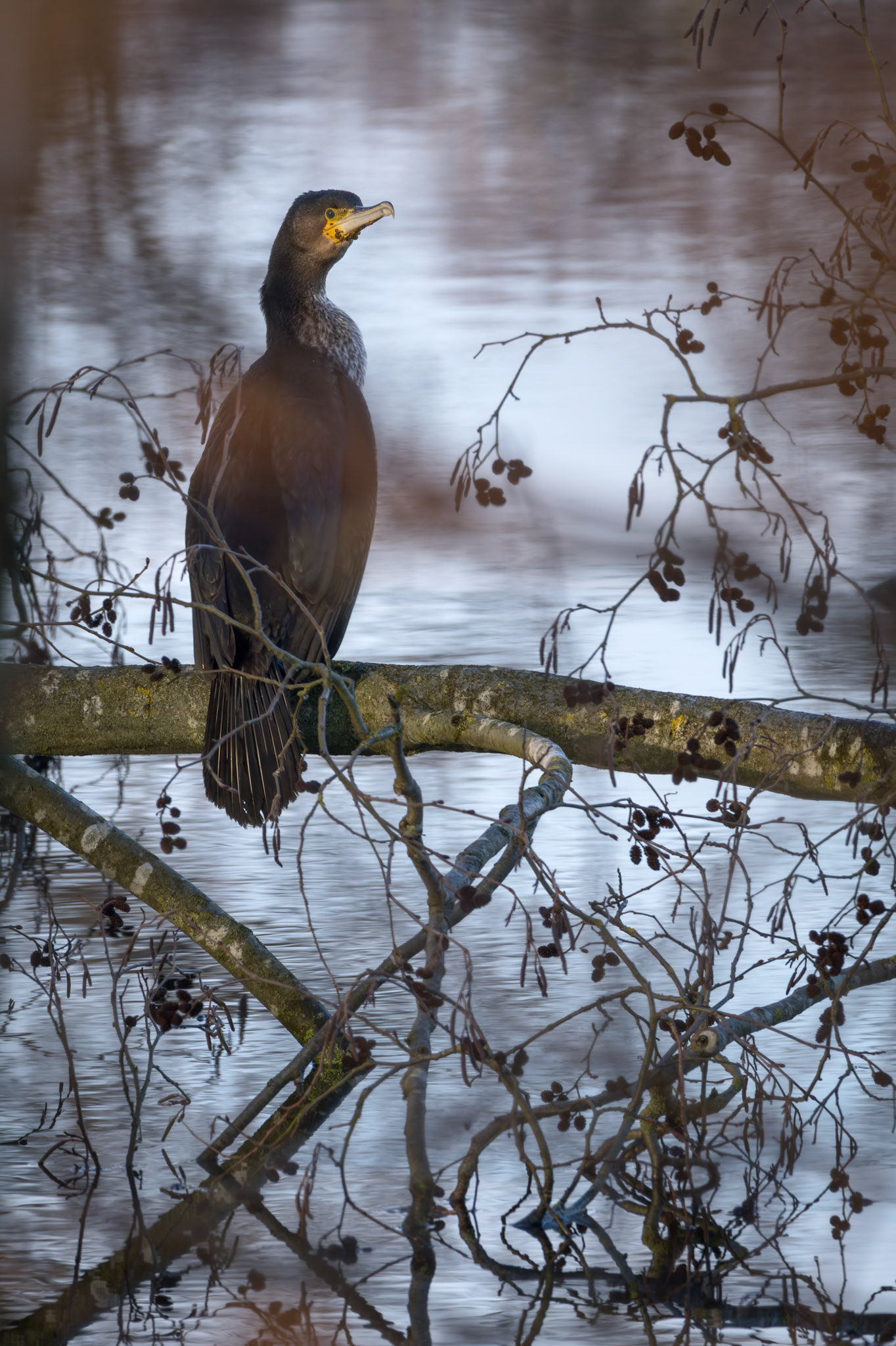 Skarv (Phalacrocorax carbo)