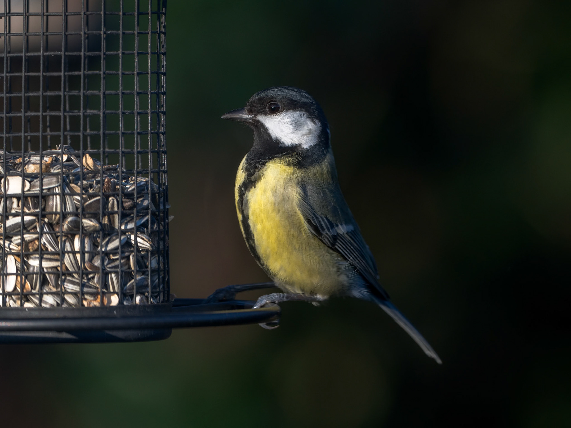 Blåmejse (Cyanistes caeruleus)