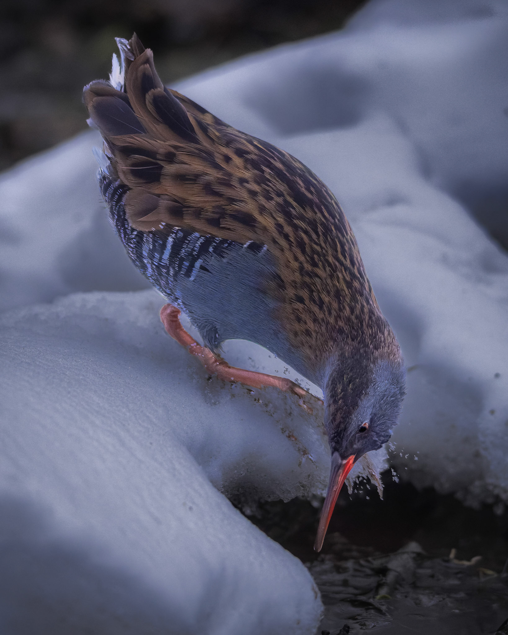 Vandrikse (Rallus aquaticus)