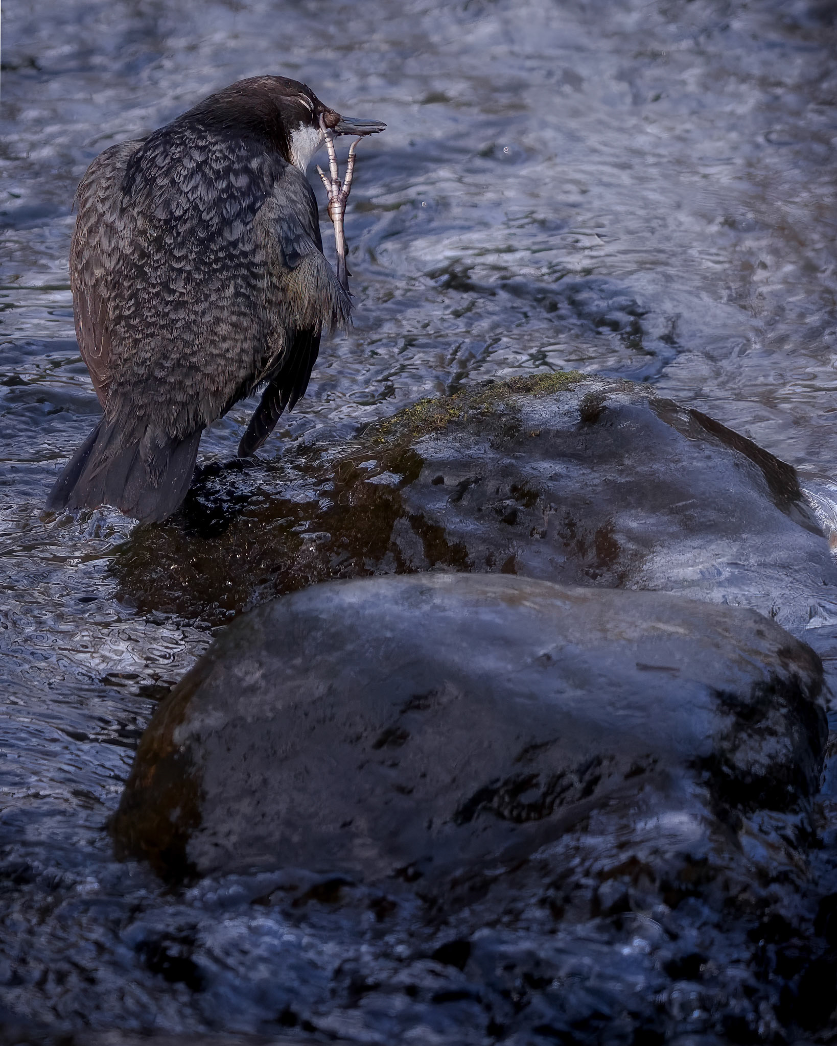 Vandstær (Cinclus cinclus)