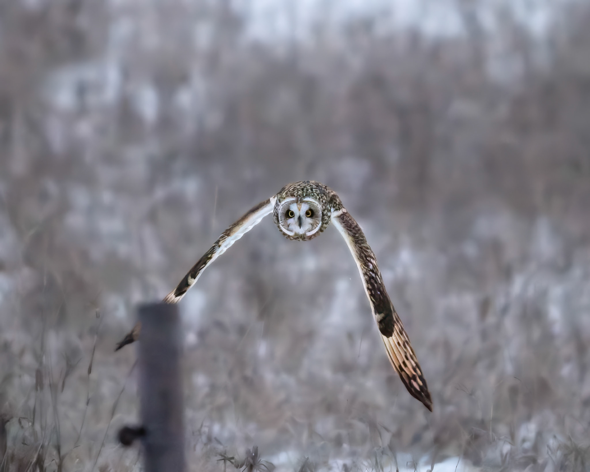 Mosehornugle (Asio flammeus)