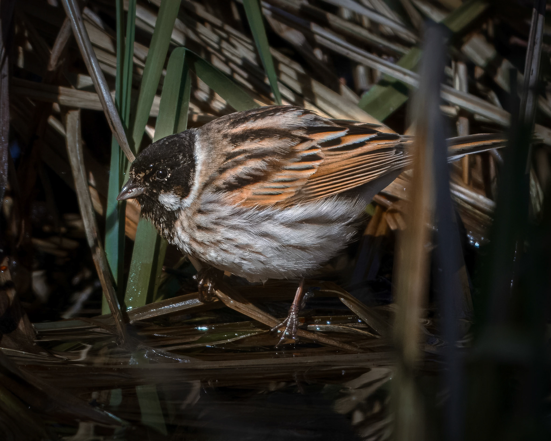 Rørspurv (Emberiza schoeniclus)
