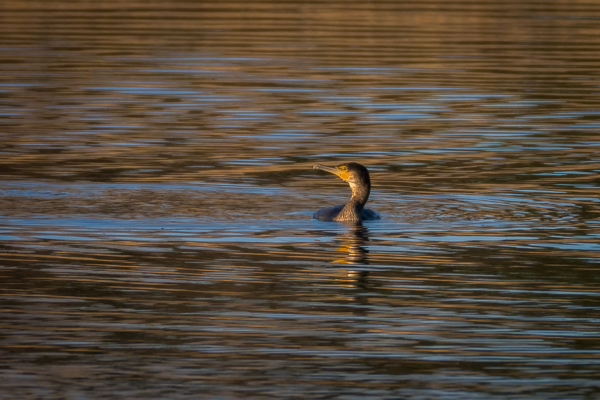 Skarv (Phalacrocorax carbo)