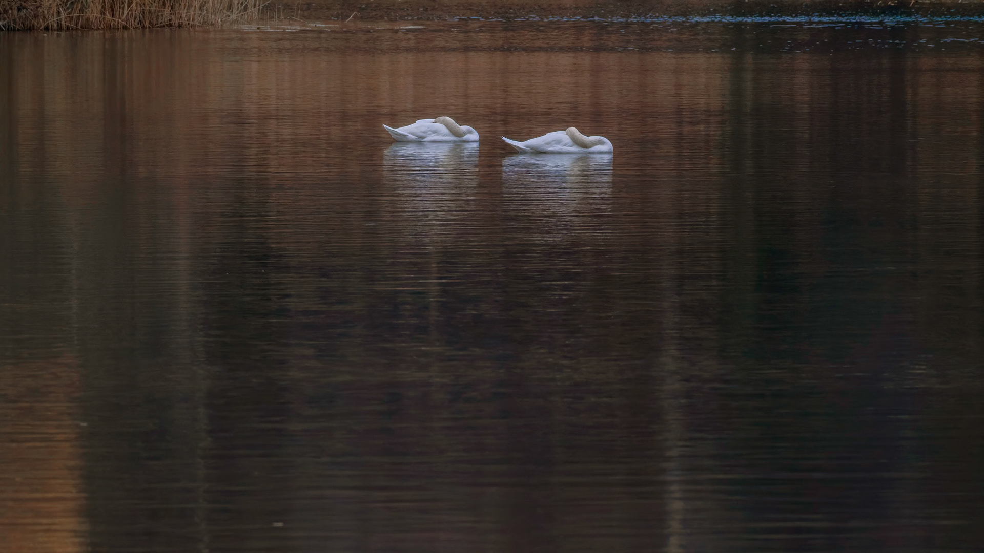 Knopsvane (Cygnus olor)