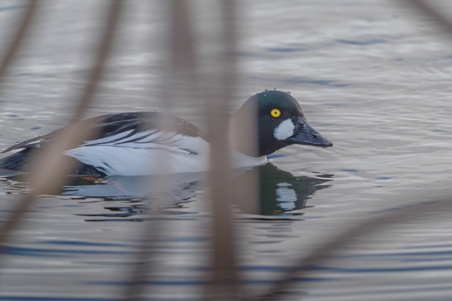 Hvinand (Bucephala clangula)