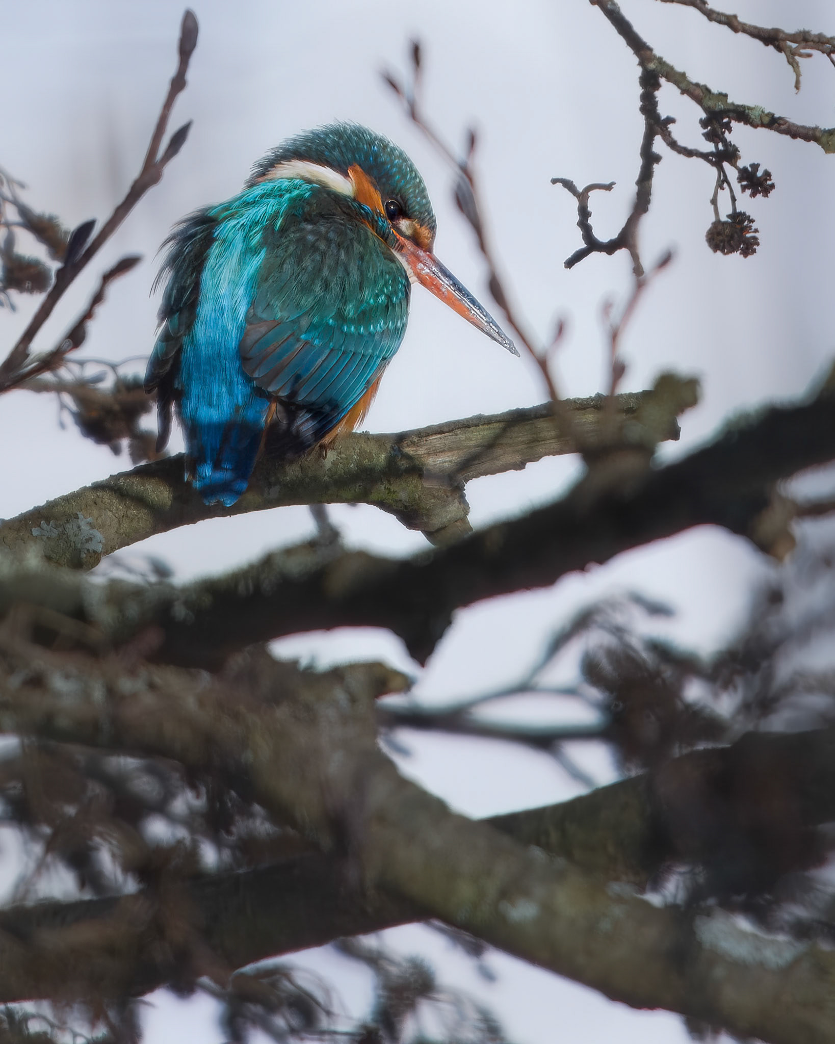 Isfugl (Alcedo atthis)