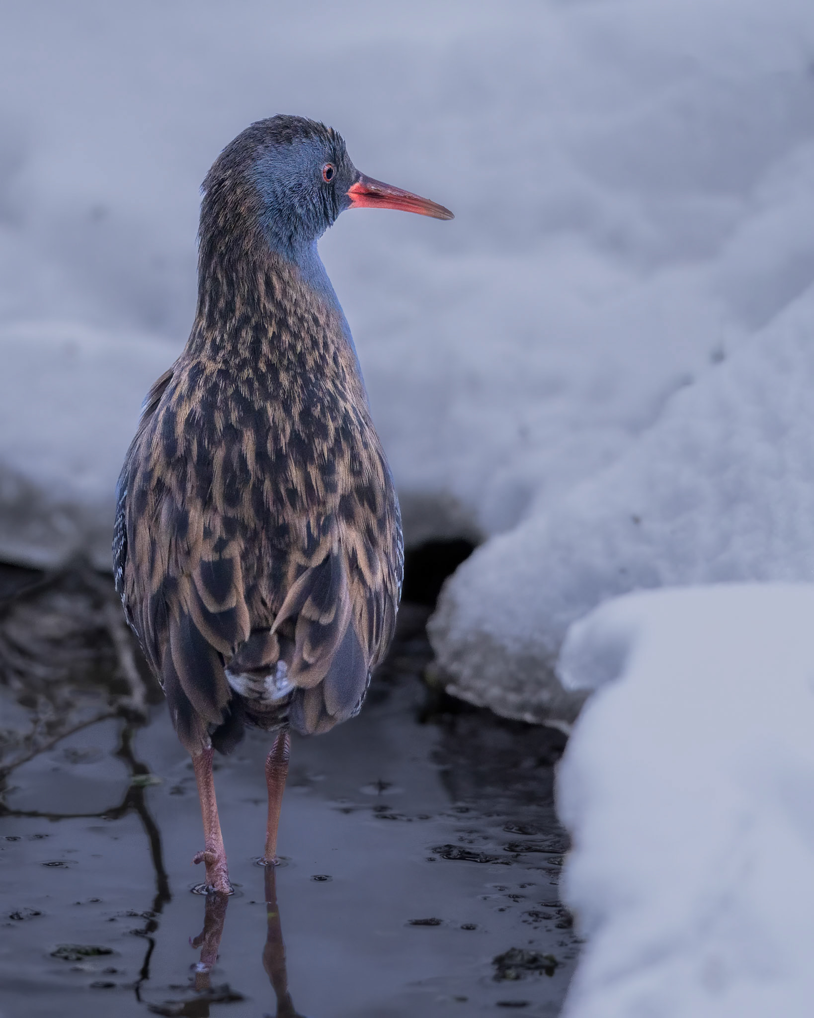 Vandrikse (Rallus aquaticus)