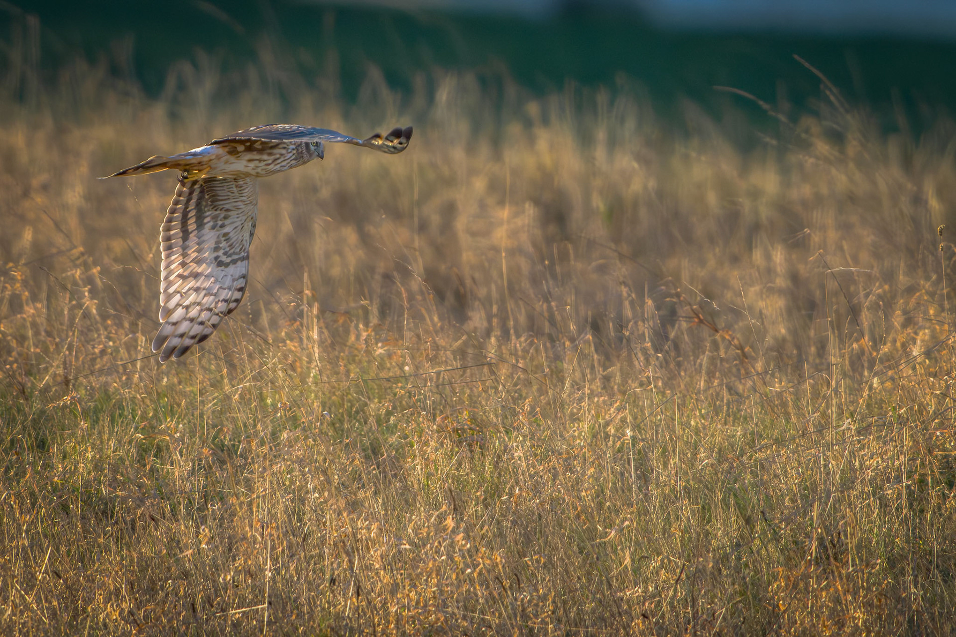 Blå Kærhøg (Circus cyaneus)