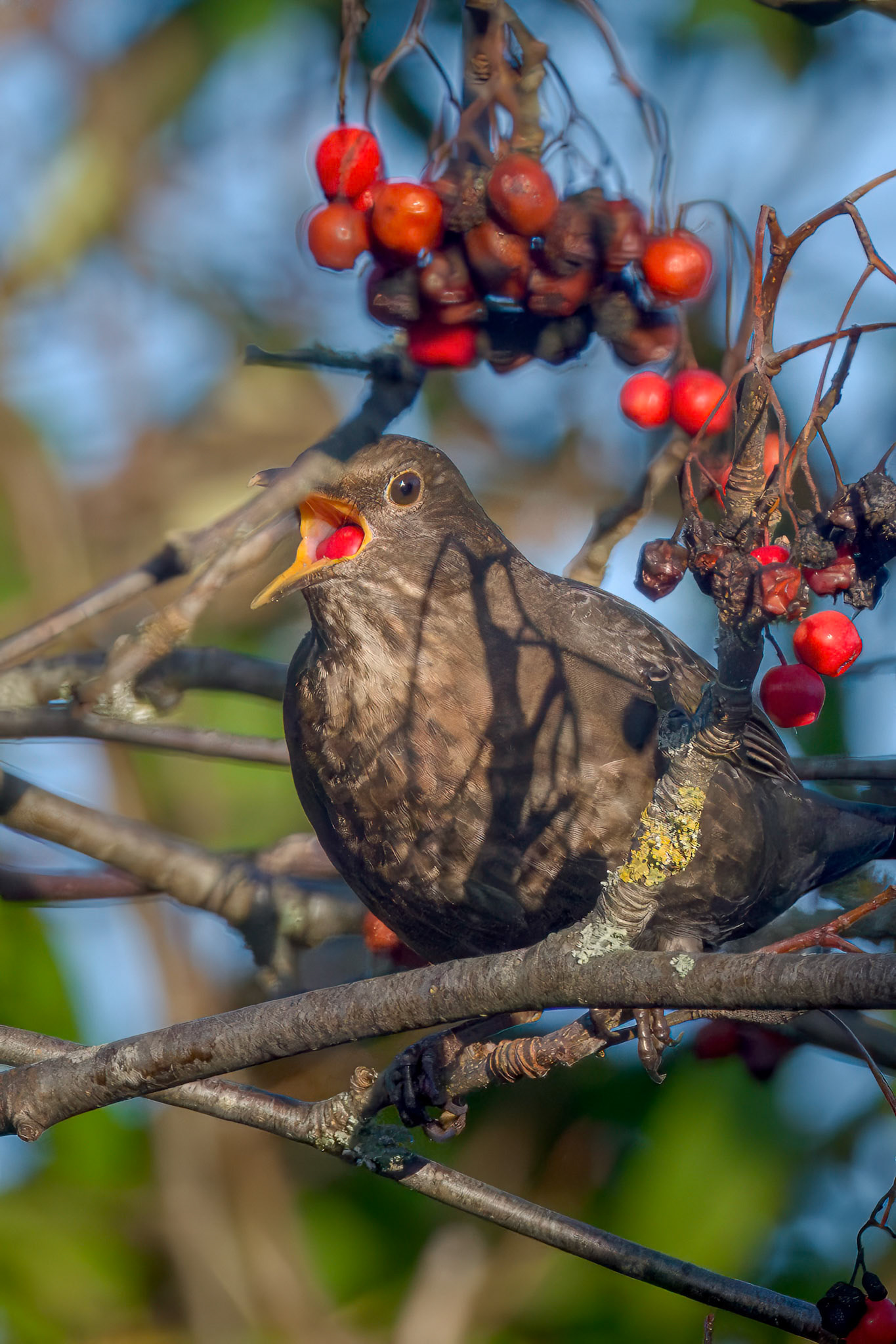 Solsort (Turdus merula)