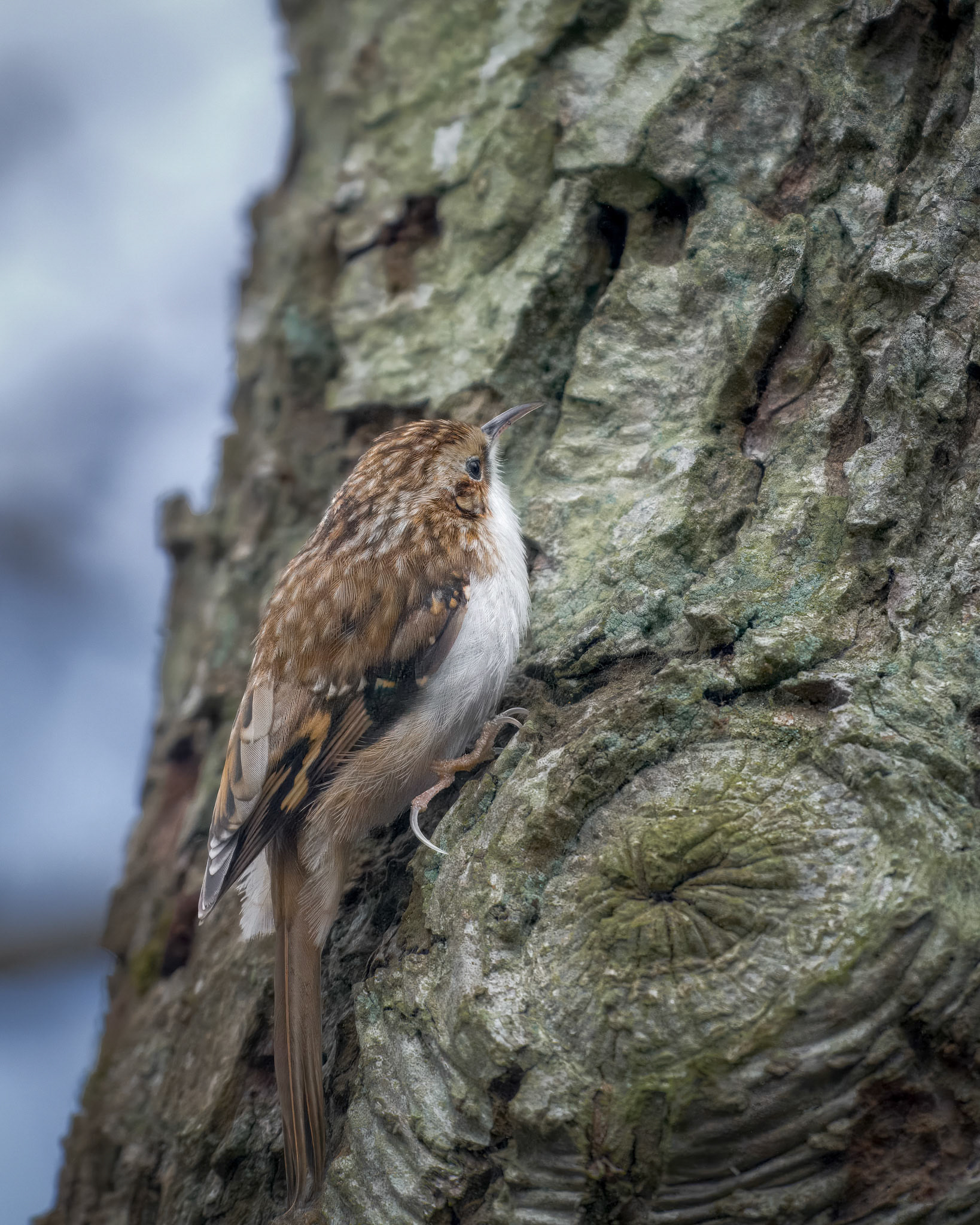 Træløber (Certhia familiaris)