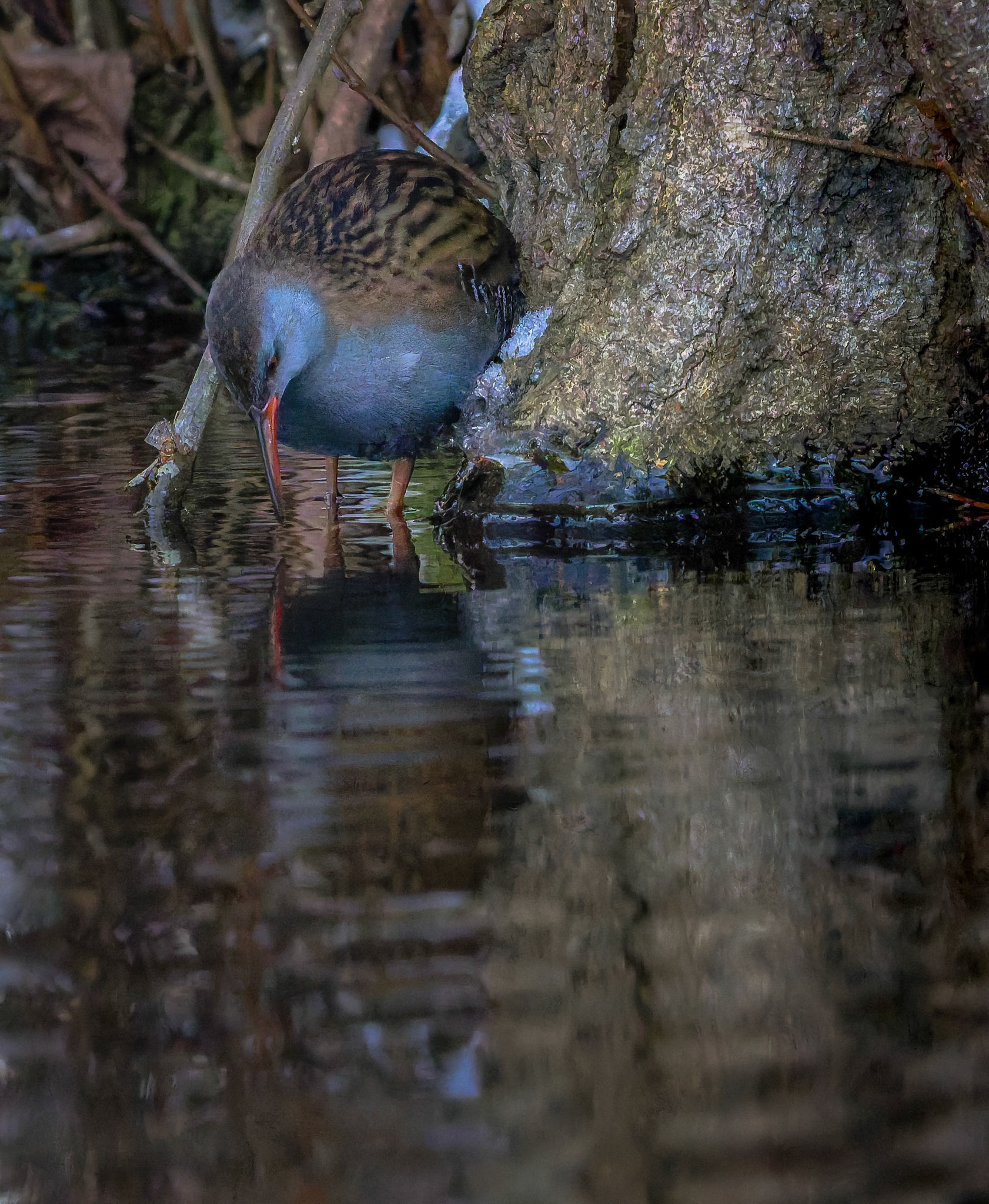 Vandrikse (Rallus aquaticus)