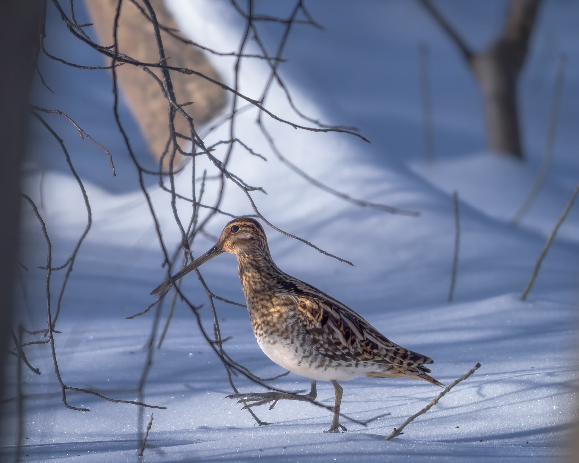 Dobbeltbekkasin (Gallinago gallinago)