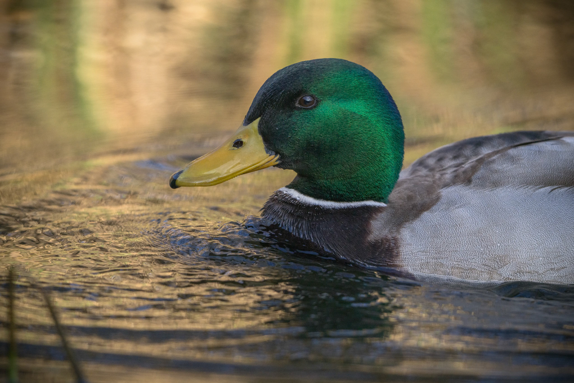 Gråand (Anas platyrhynchos)