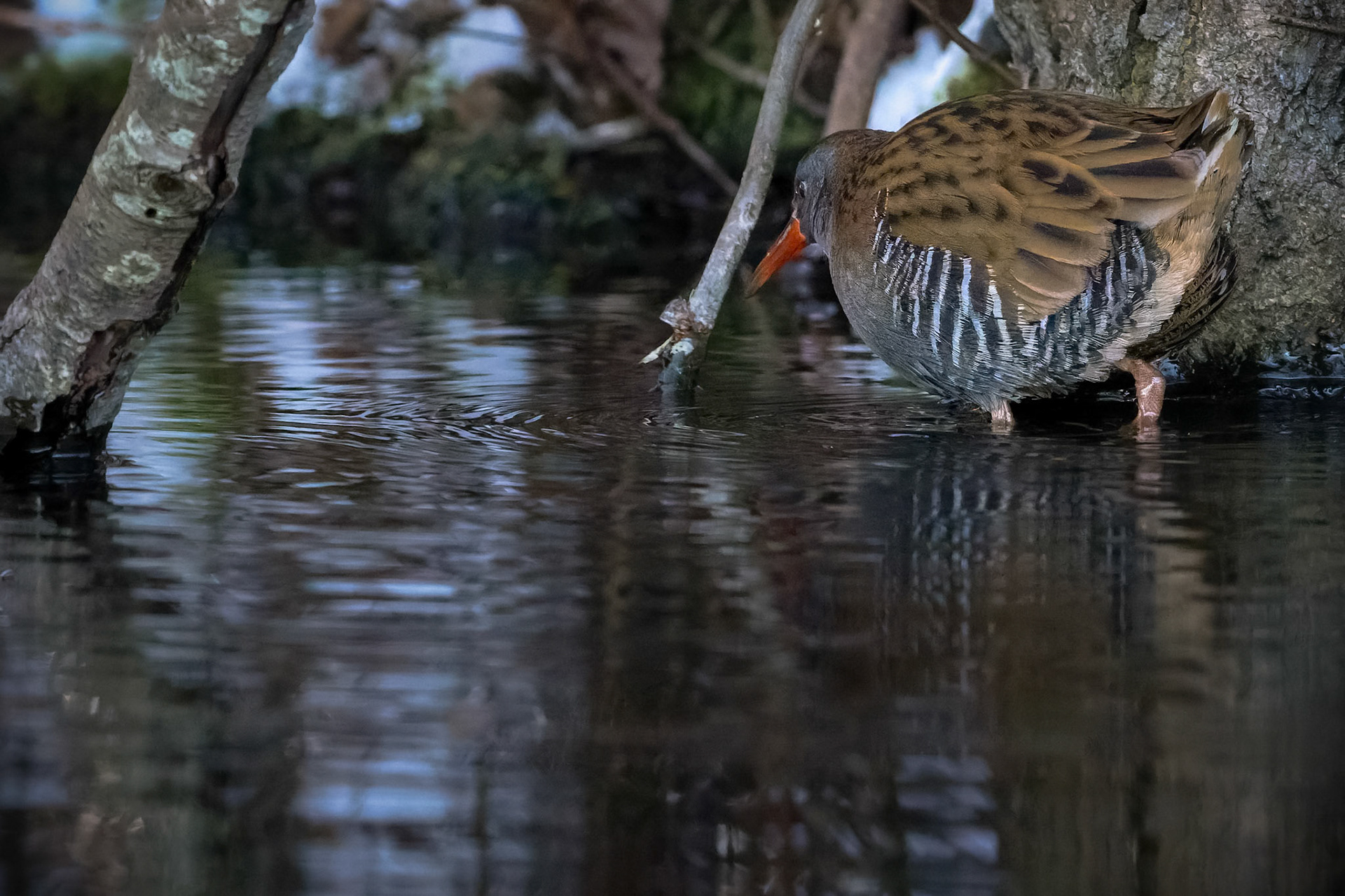 Vandrikse (Rallus aquaticus)