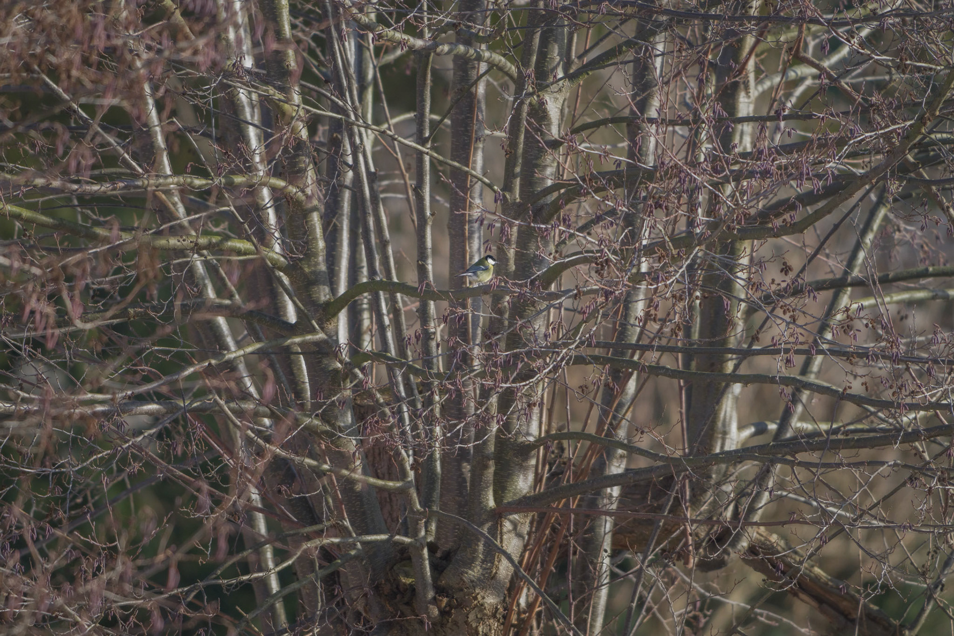 Musvit (Parus major)