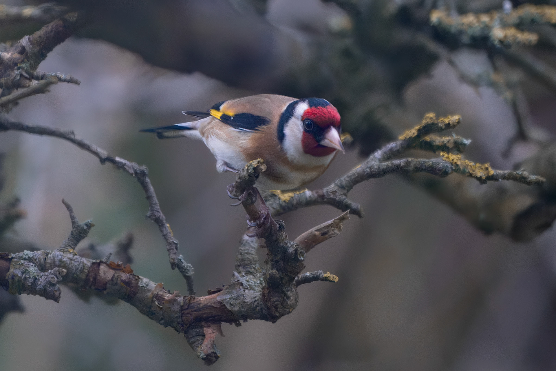 Stillits (Carduelis carduelis)