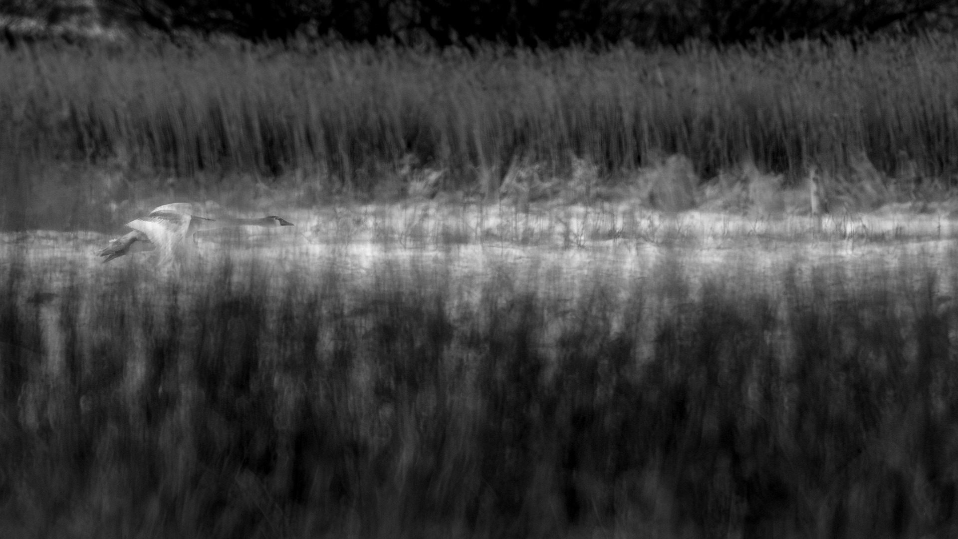 Knopsvane (Cygnus olor)