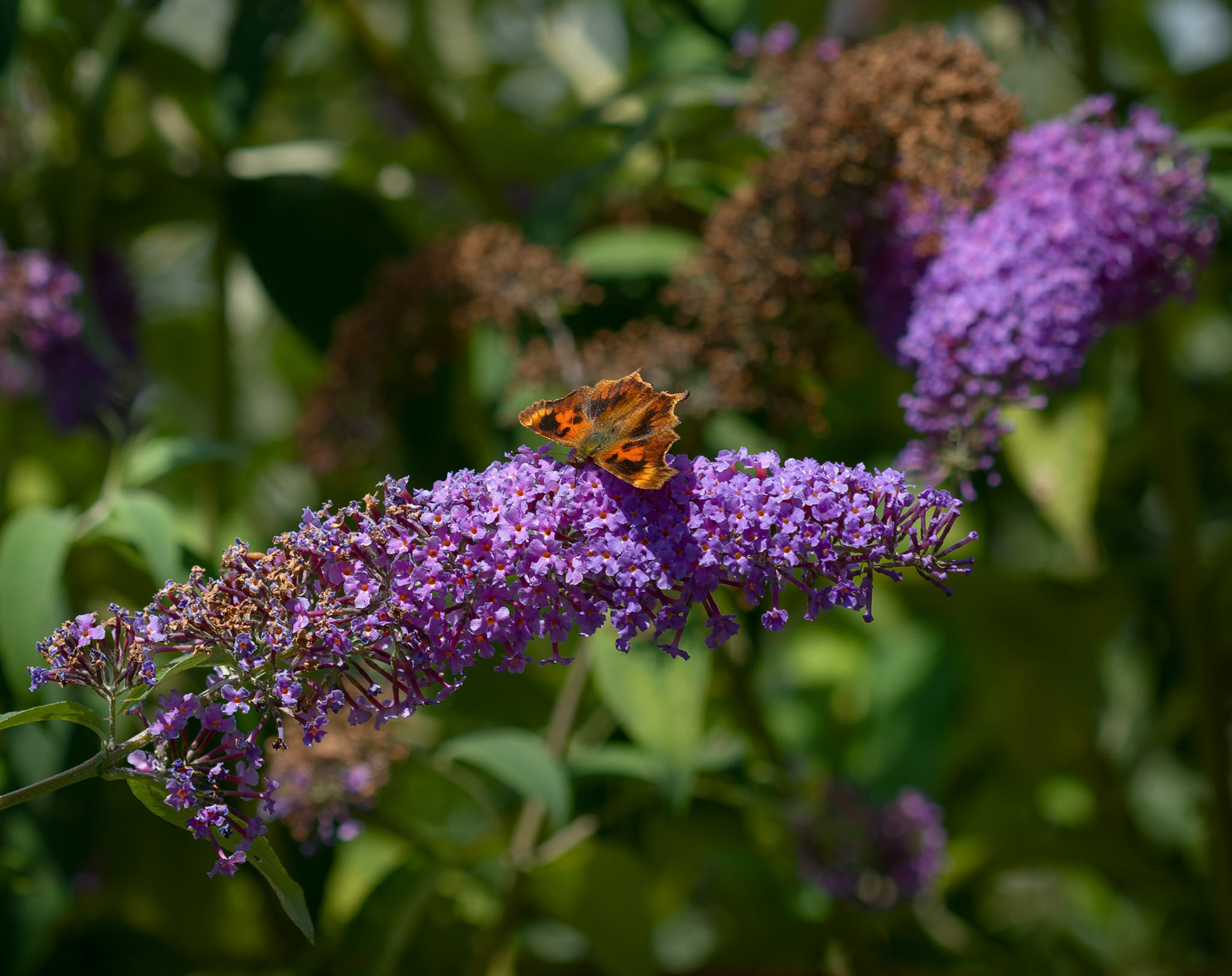 Det hvide C (Polygonia c-album ab. suffusa)