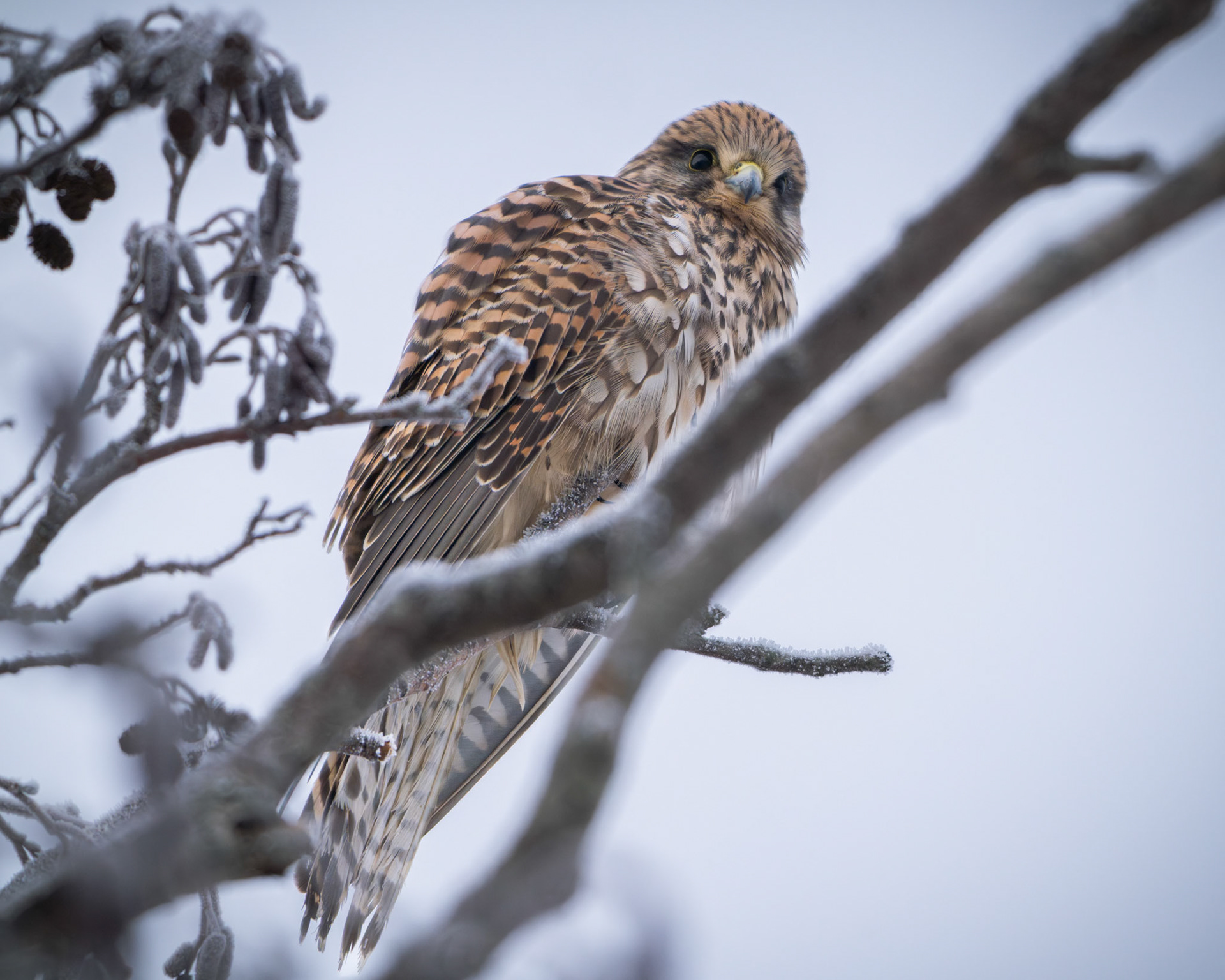 Tårnfalk (Falco tinnunculus)
