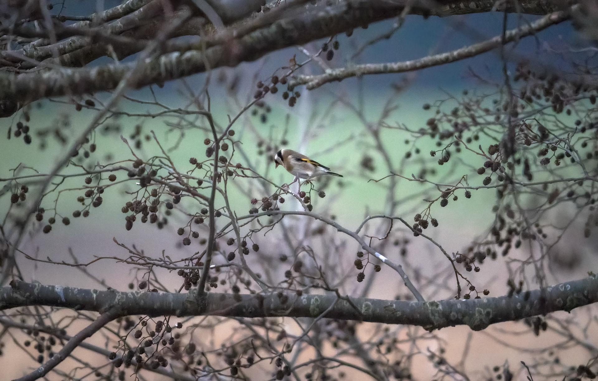 Stillits (Carduelis carduelis)