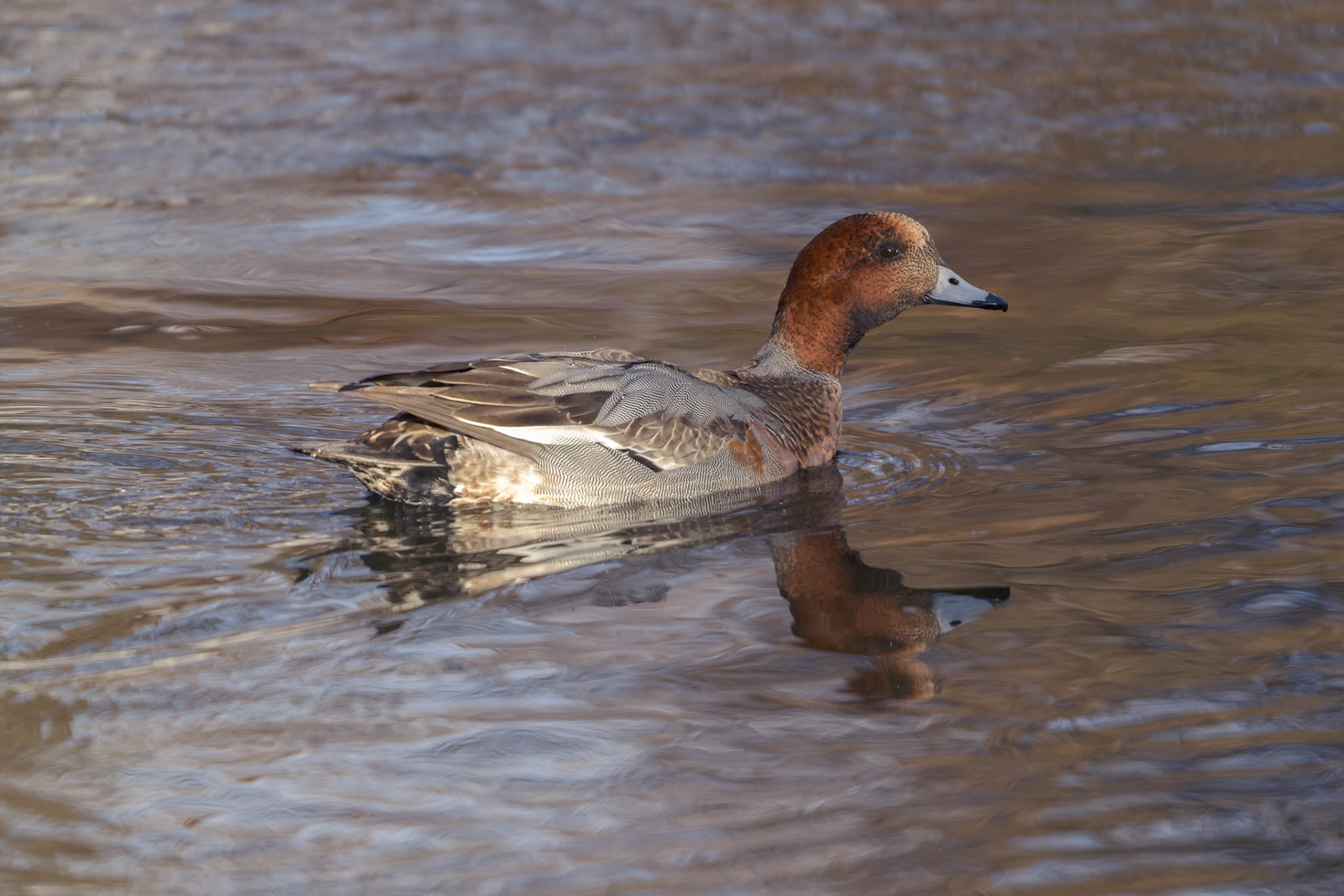 Pibeand (Mareca penelope)