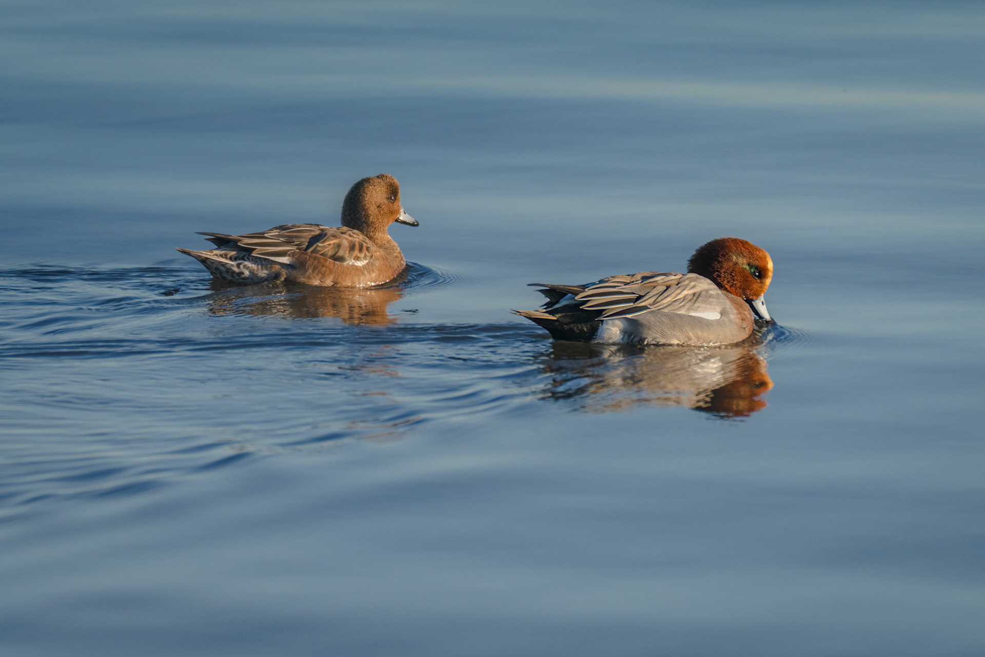 Pibeand (Mareca penelope)