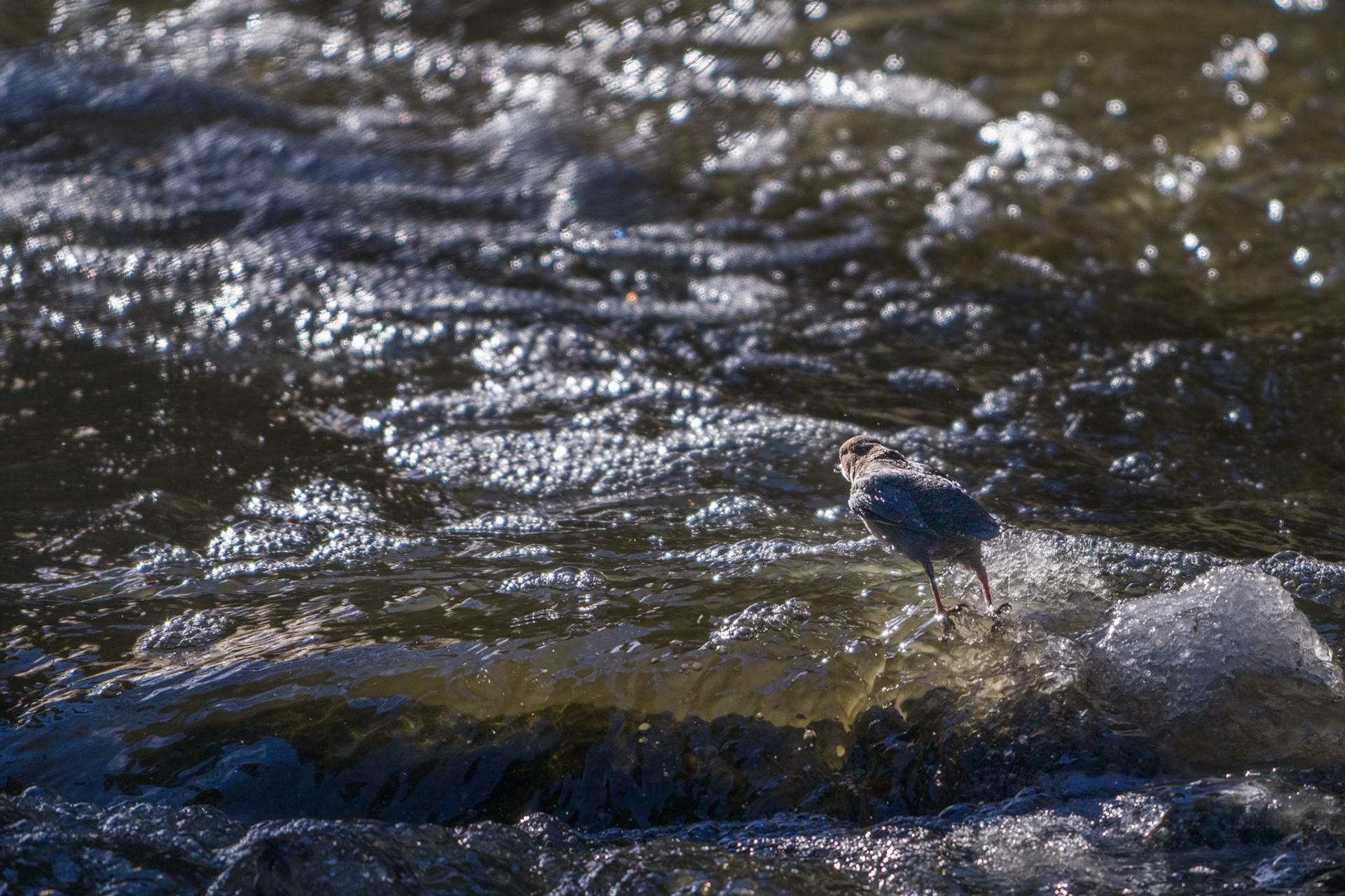 Vandstær (Cinclus cinclus)