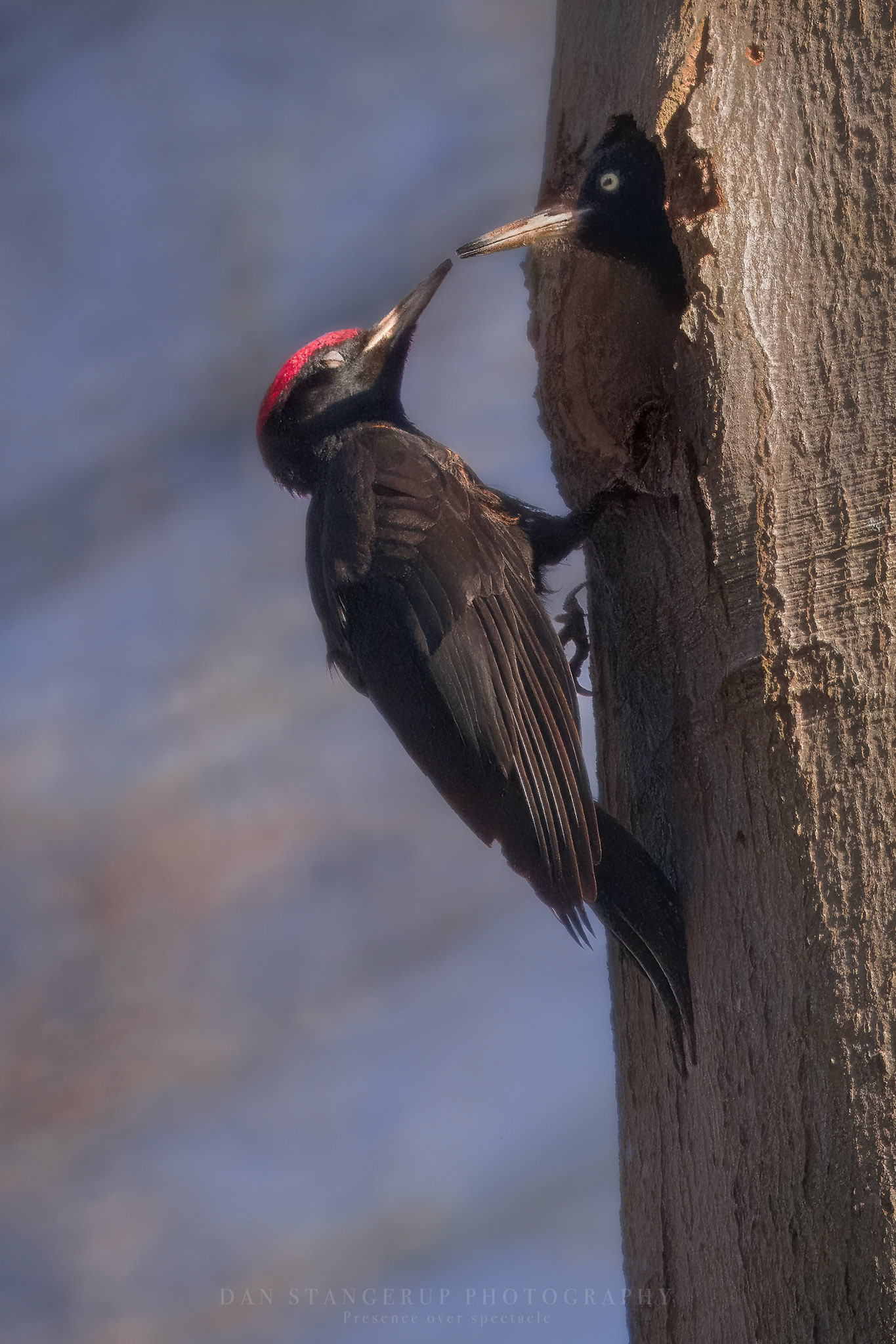 Sortspætte (Dryocopus martius)