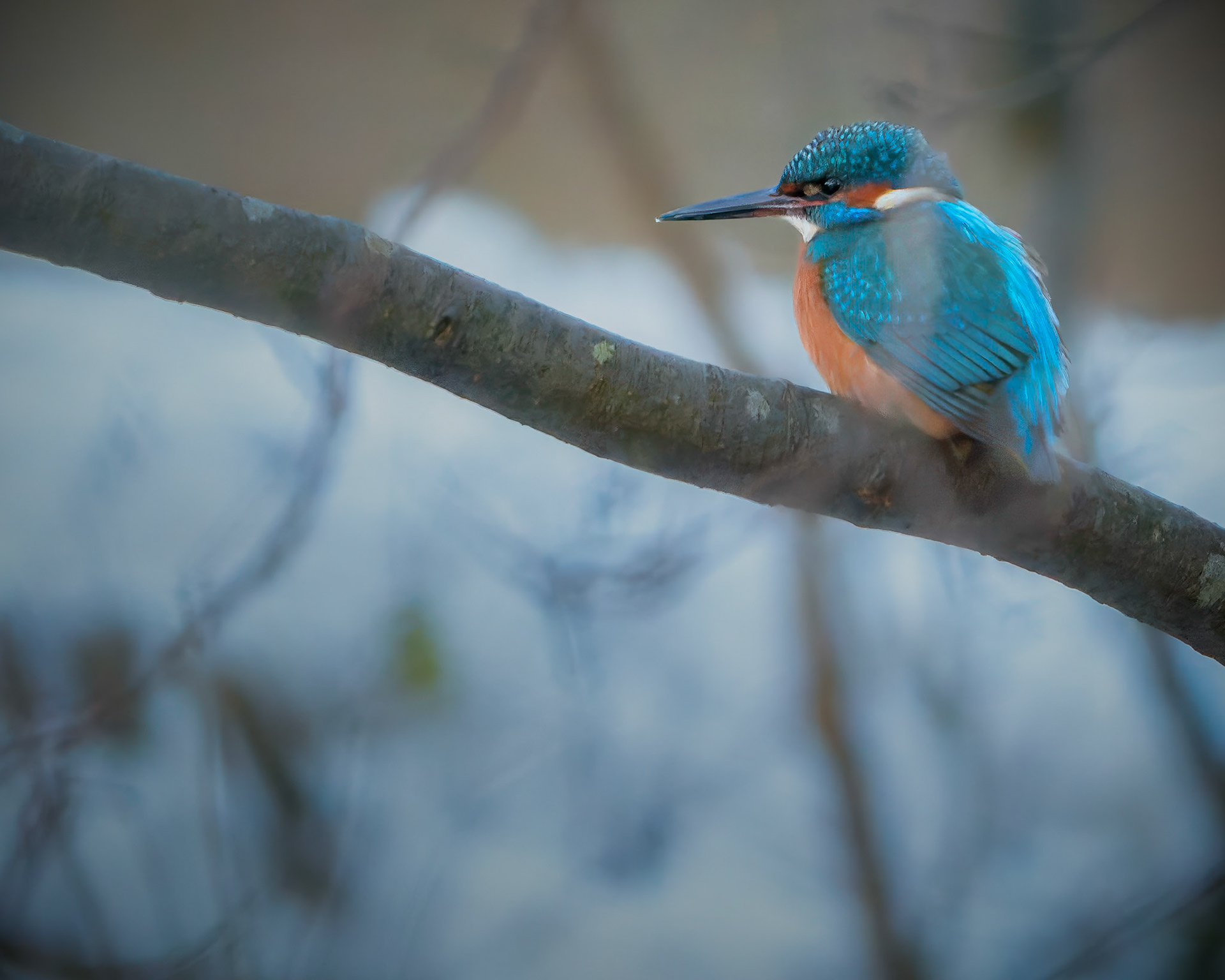 Isfugl (Alcedo atthis)