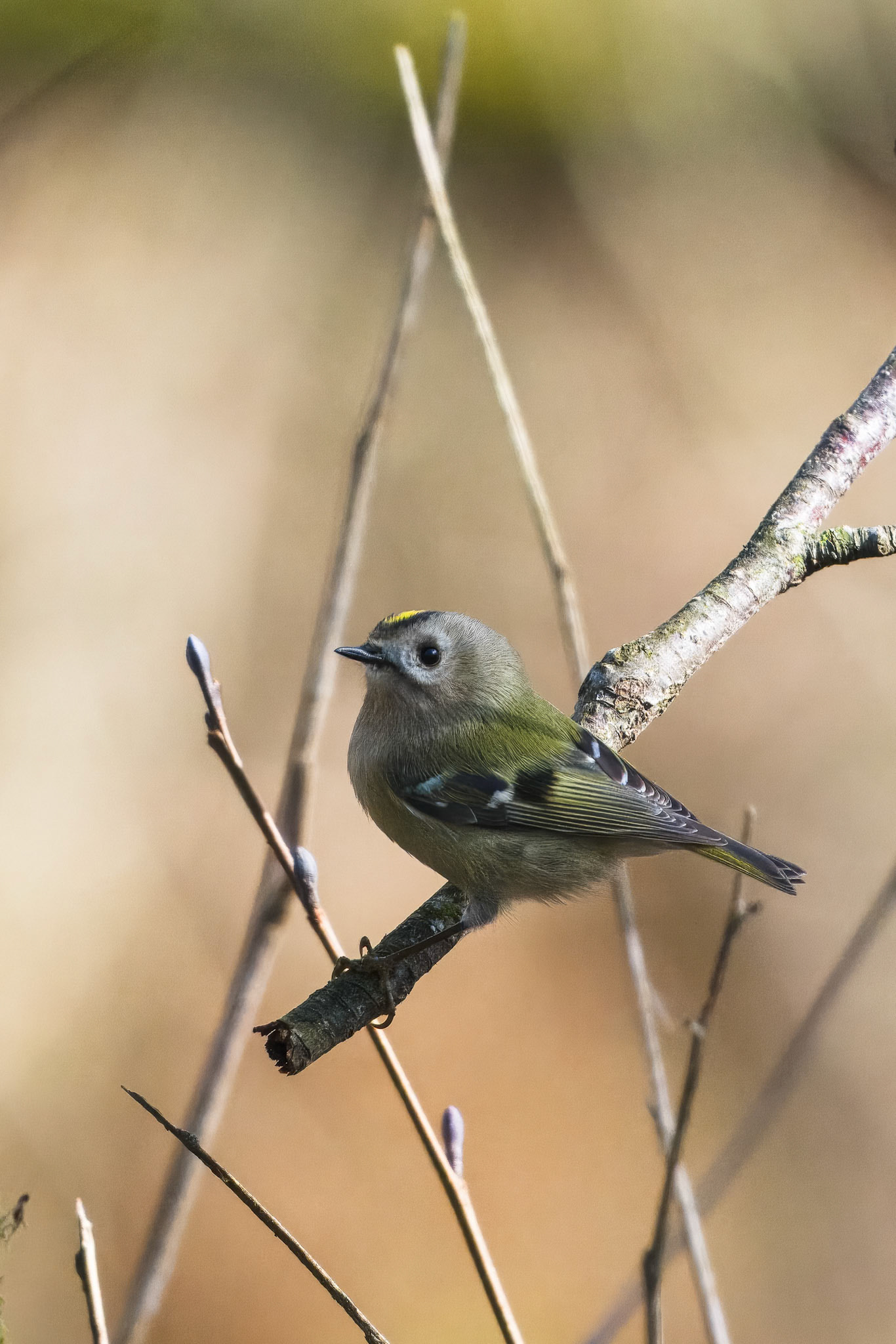 Fuglekonge (Regulus regulus)