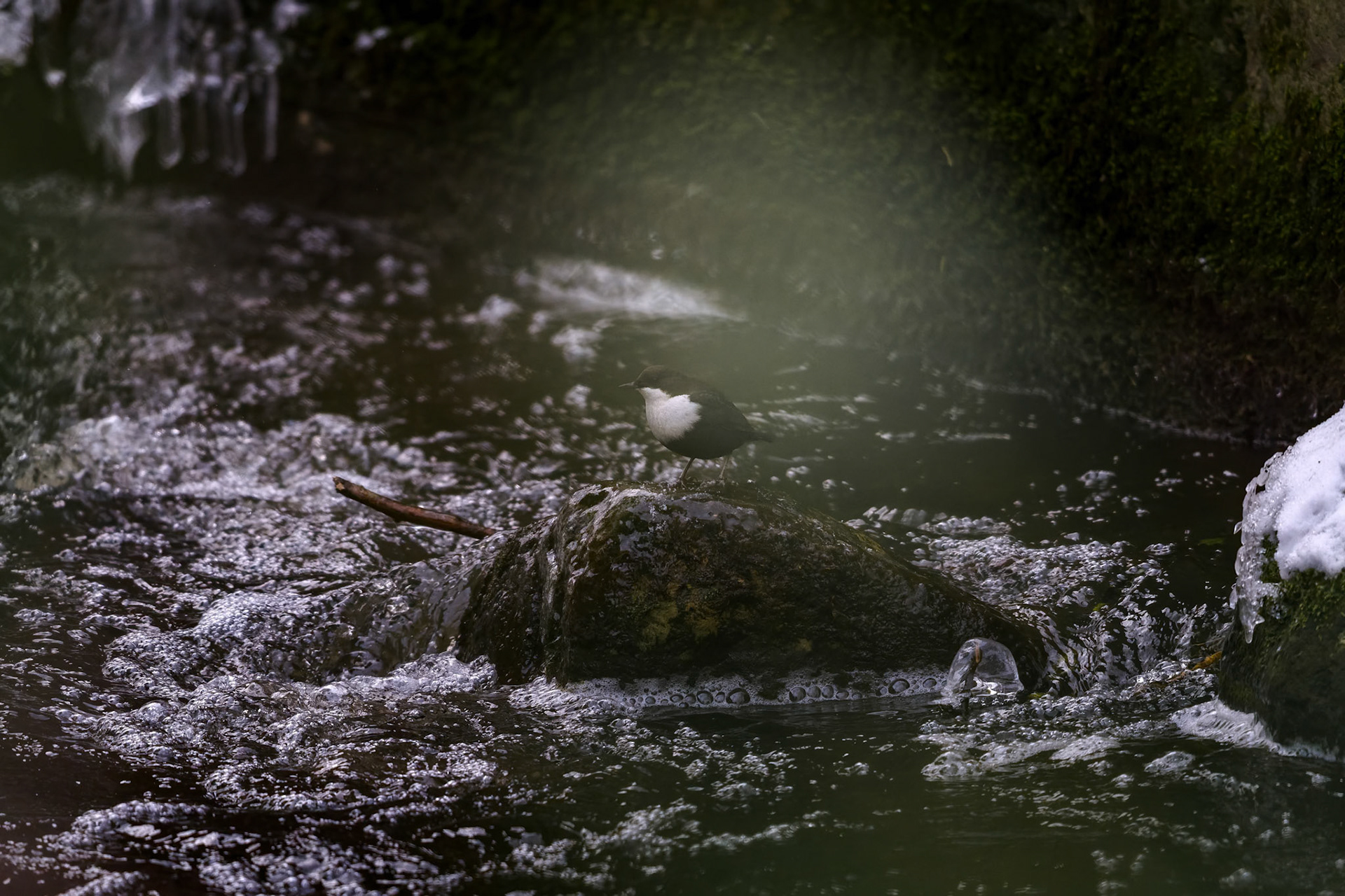 Vandstær (Cinclus cinclus)