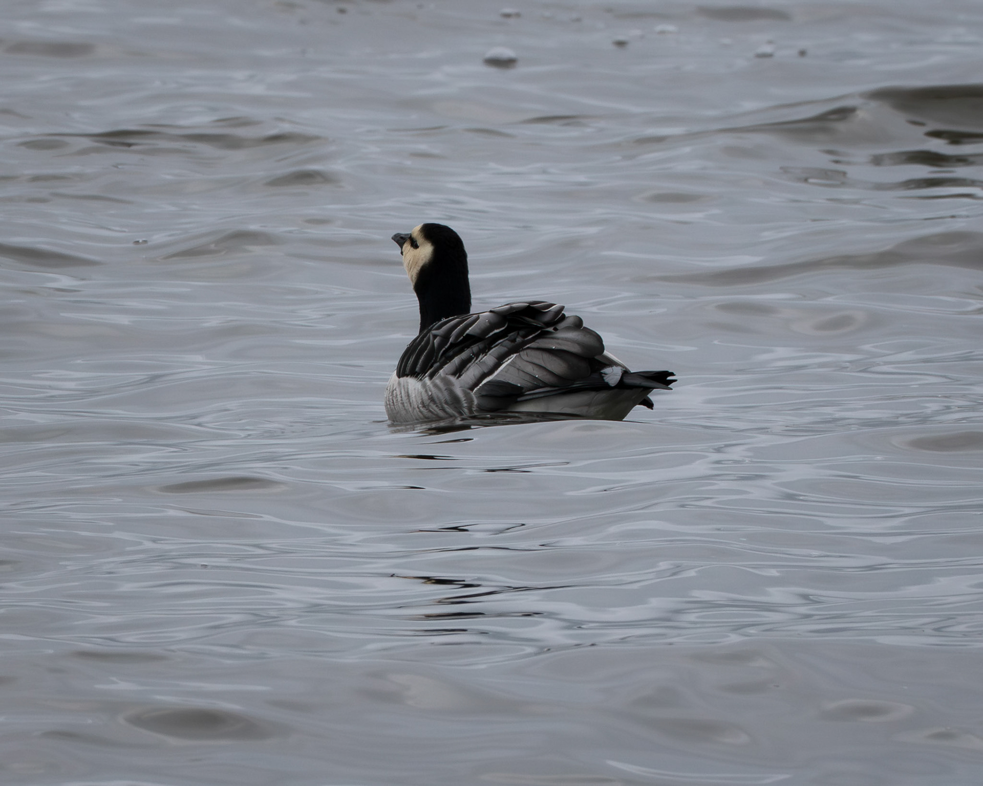 Bramgås (Branta leucopsis)