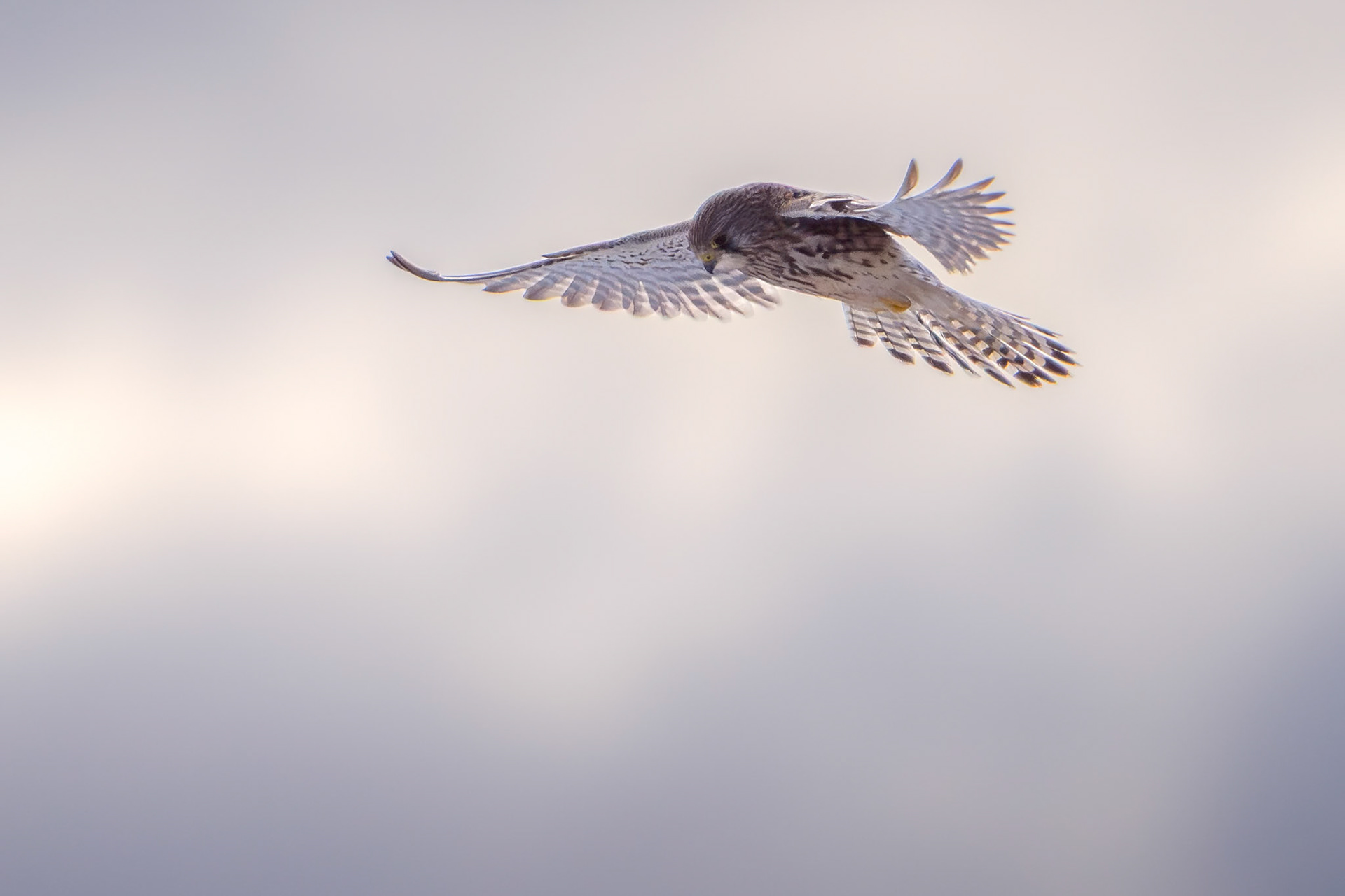 Tårnfalk (Falco tinnunculus)