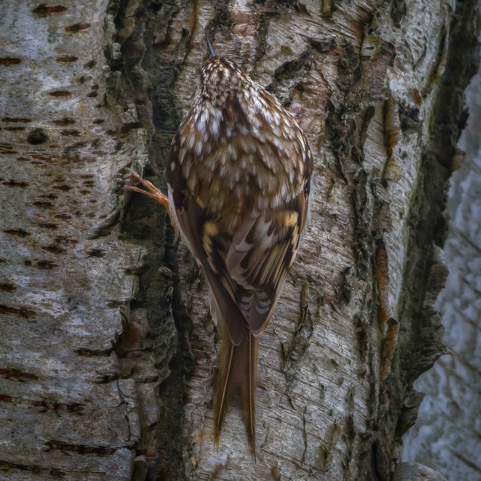 Træløber (Certhia familiaris)