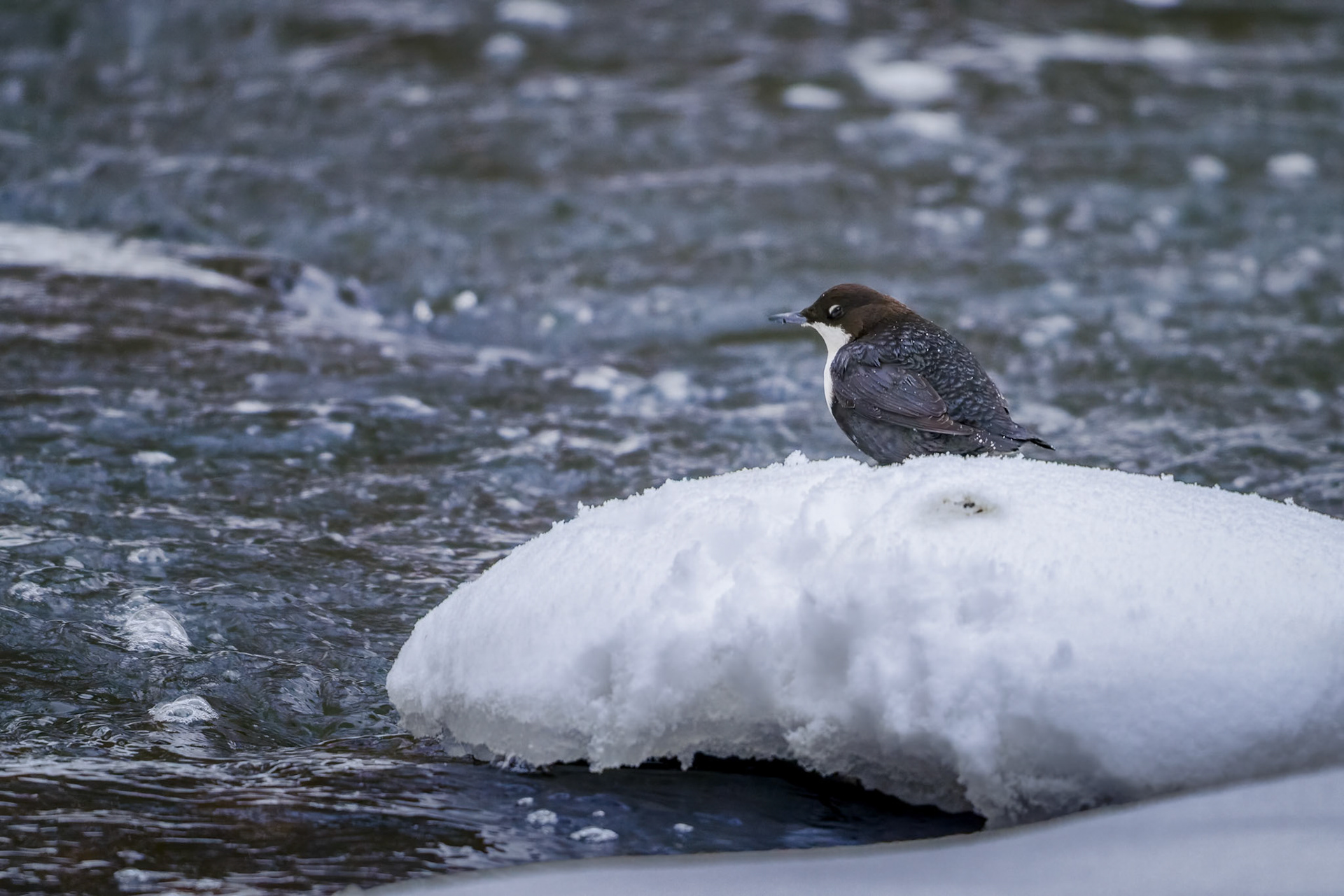Vandstær (Cinclus cinclus)