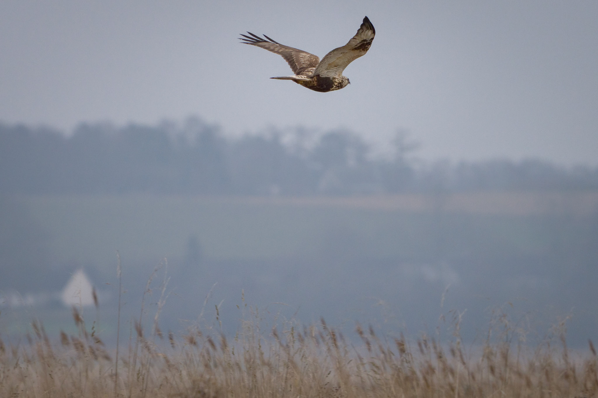 Fjeldvåge (Buteo lagopus)