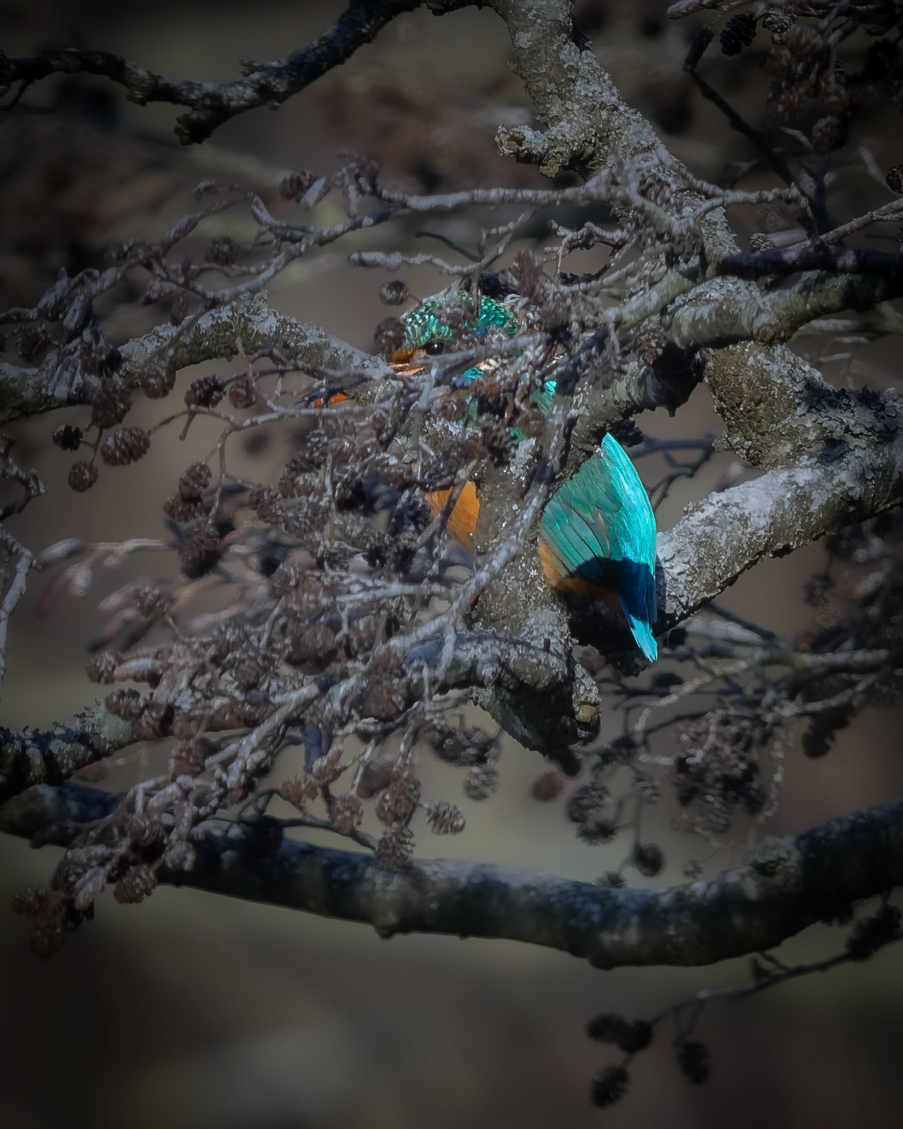 Isfugl (Alcedo atthis)