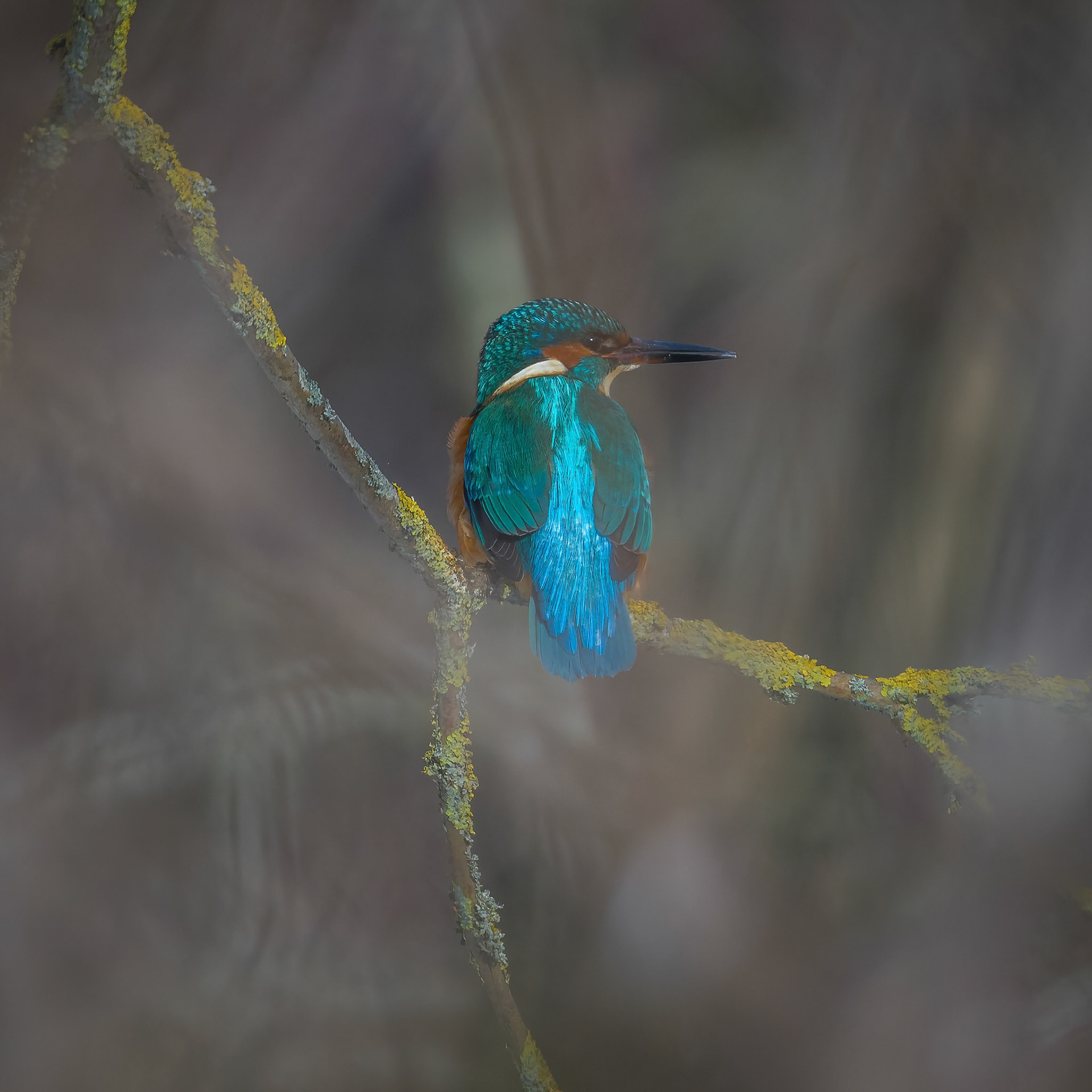 Isfugl (Alcedo atthis)