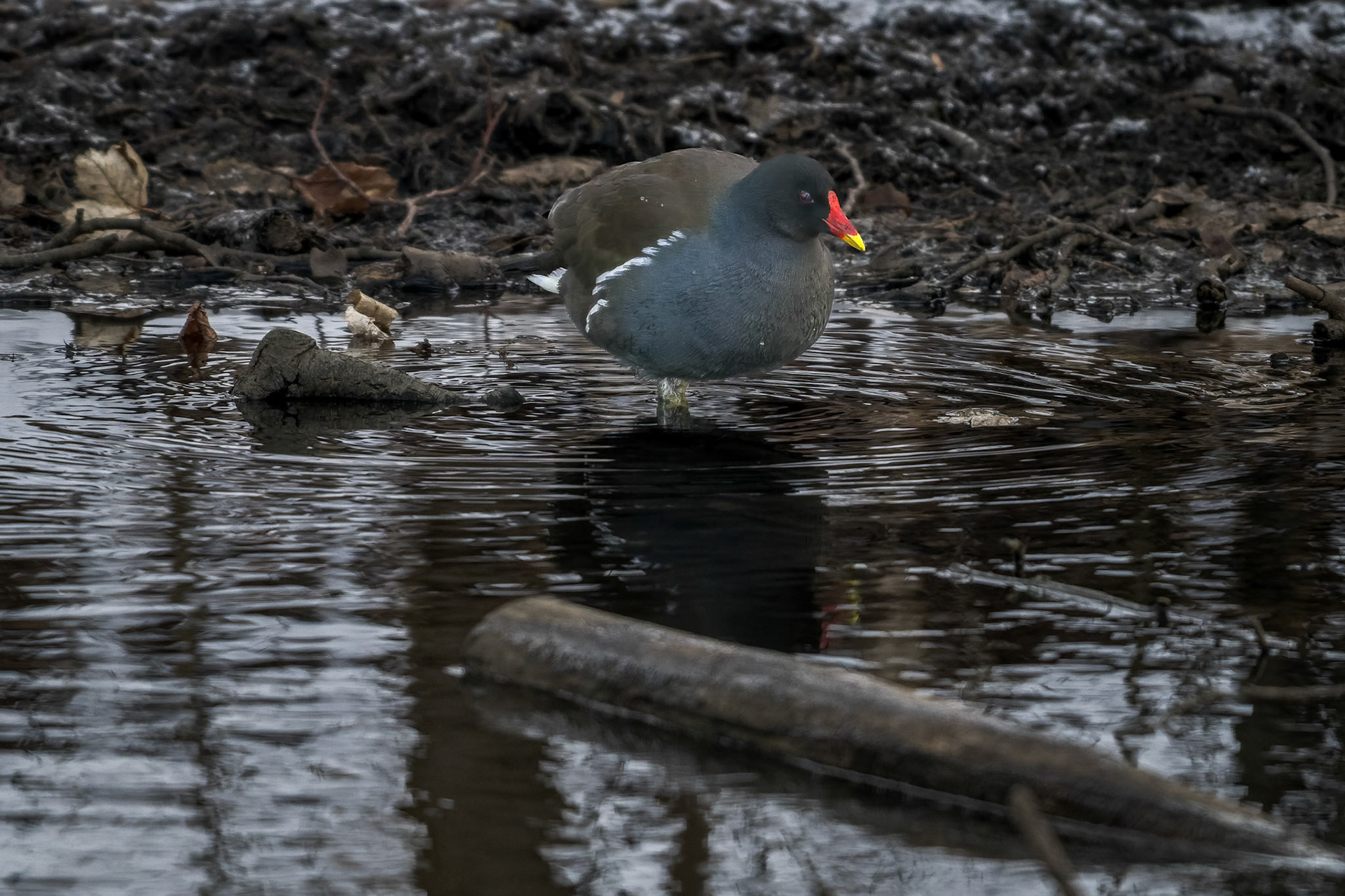 Rørhøne (Gallinula chloropus)