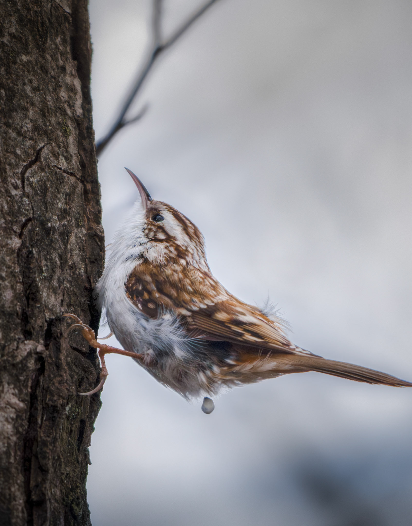 Træløber (Certhia familiaris)