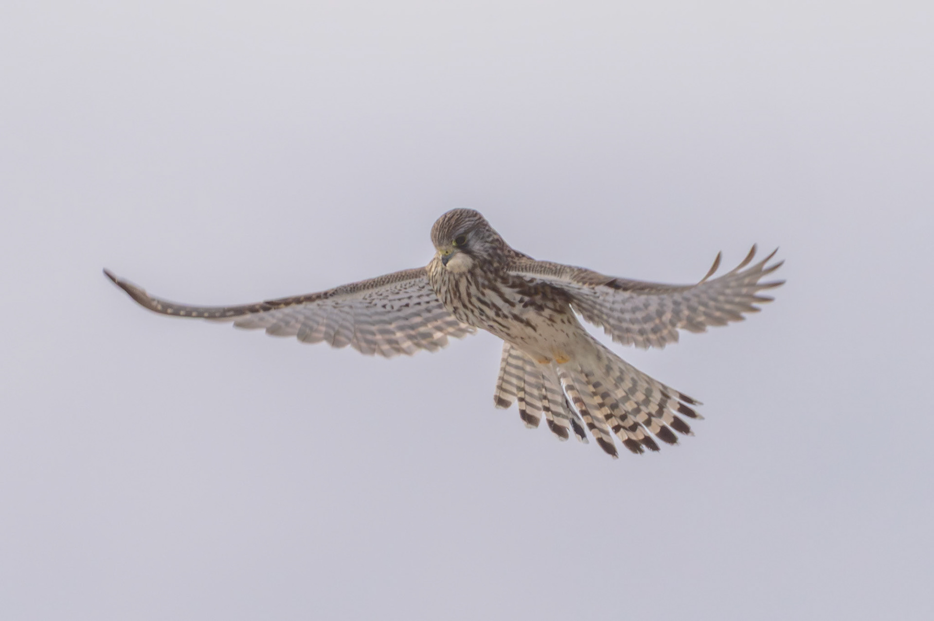 Tårnfalk (Falco tinnunculus)