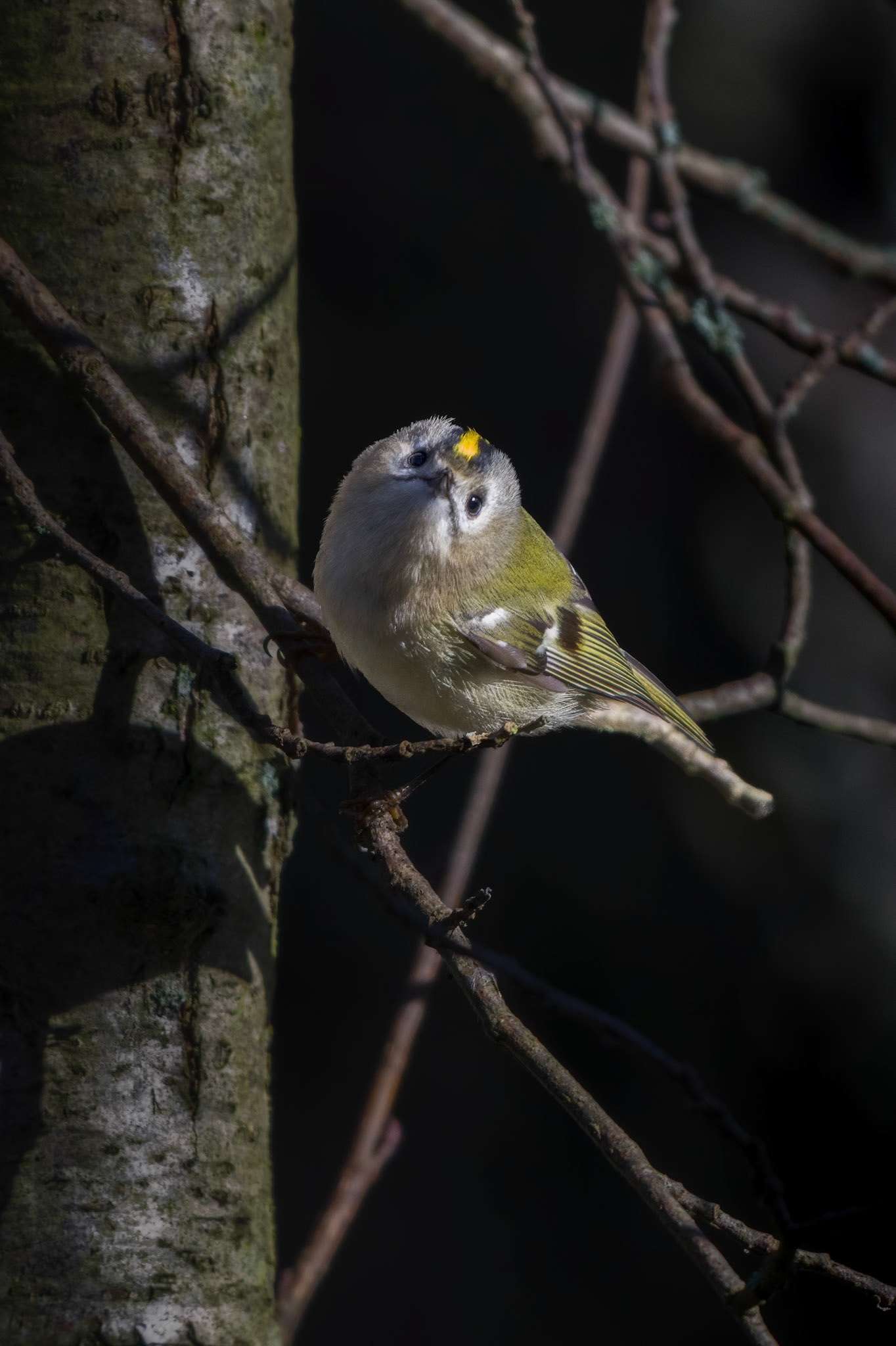 Fuglekonge (Regulus regulus)