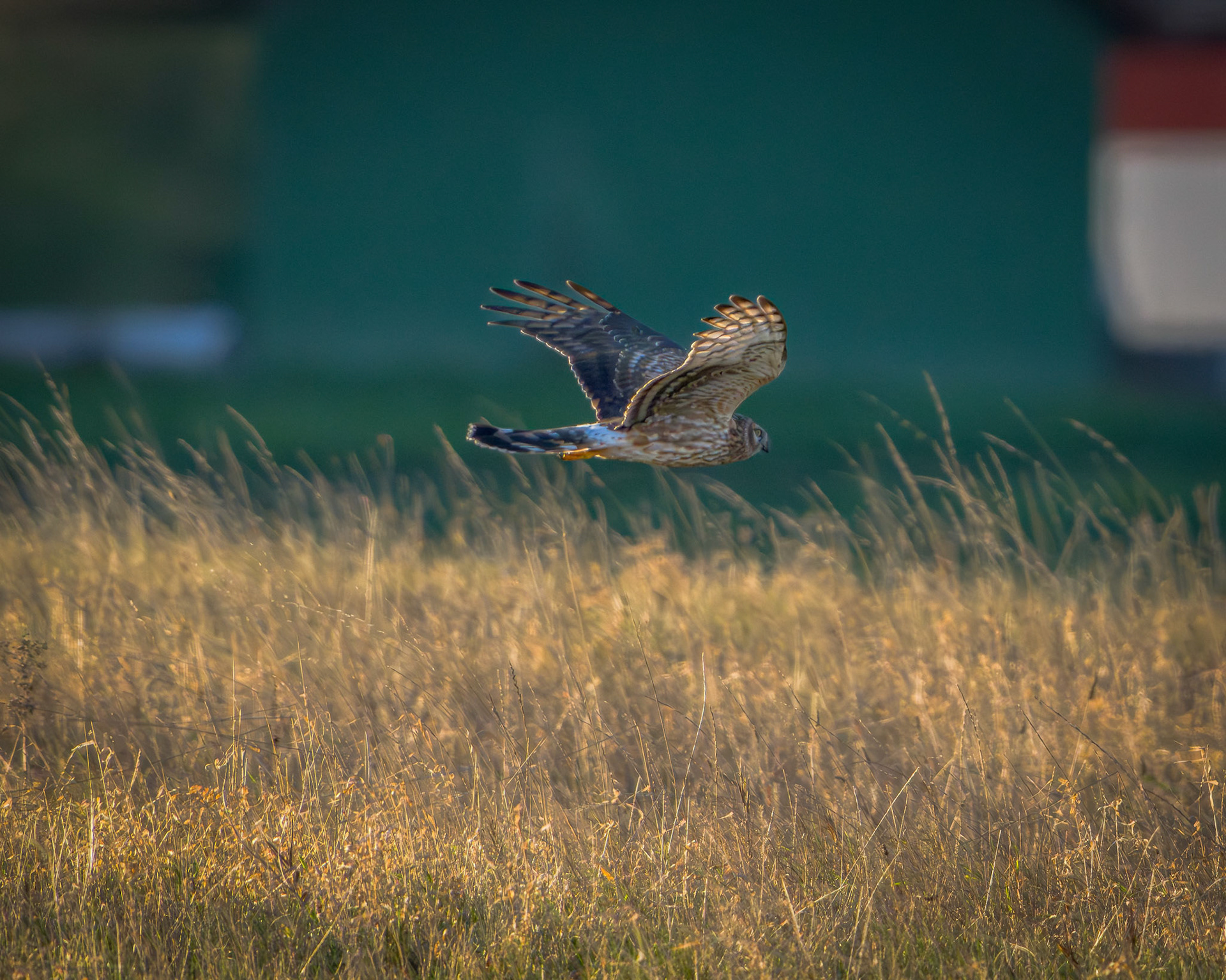 Blå Kærhøg (Circus cyaneus)