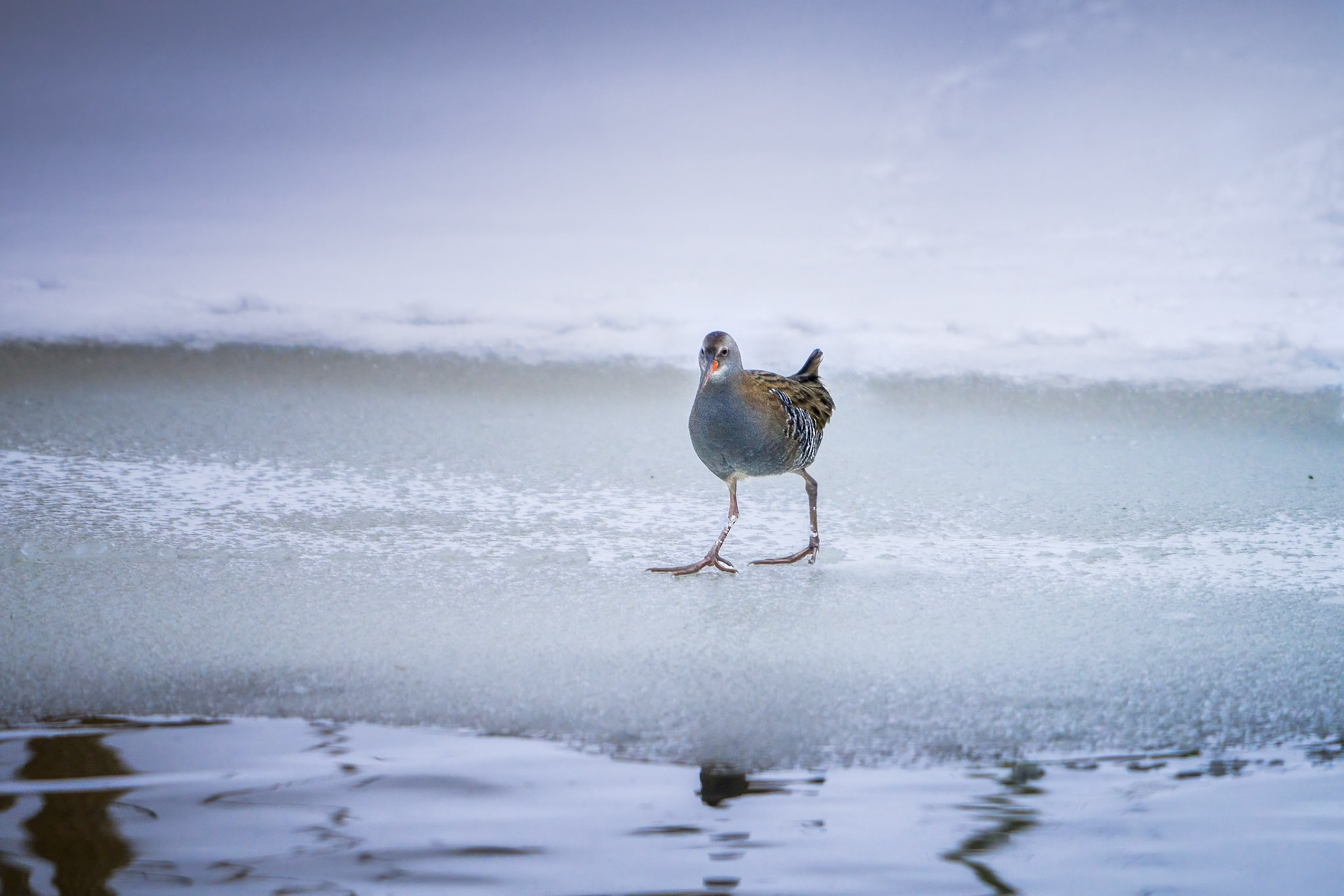Vandrikse (Rallus aquaticus)