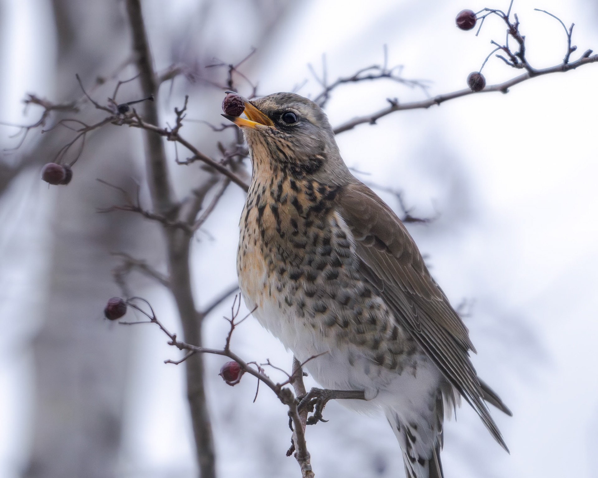 Sjagger (Turdus pilaris)