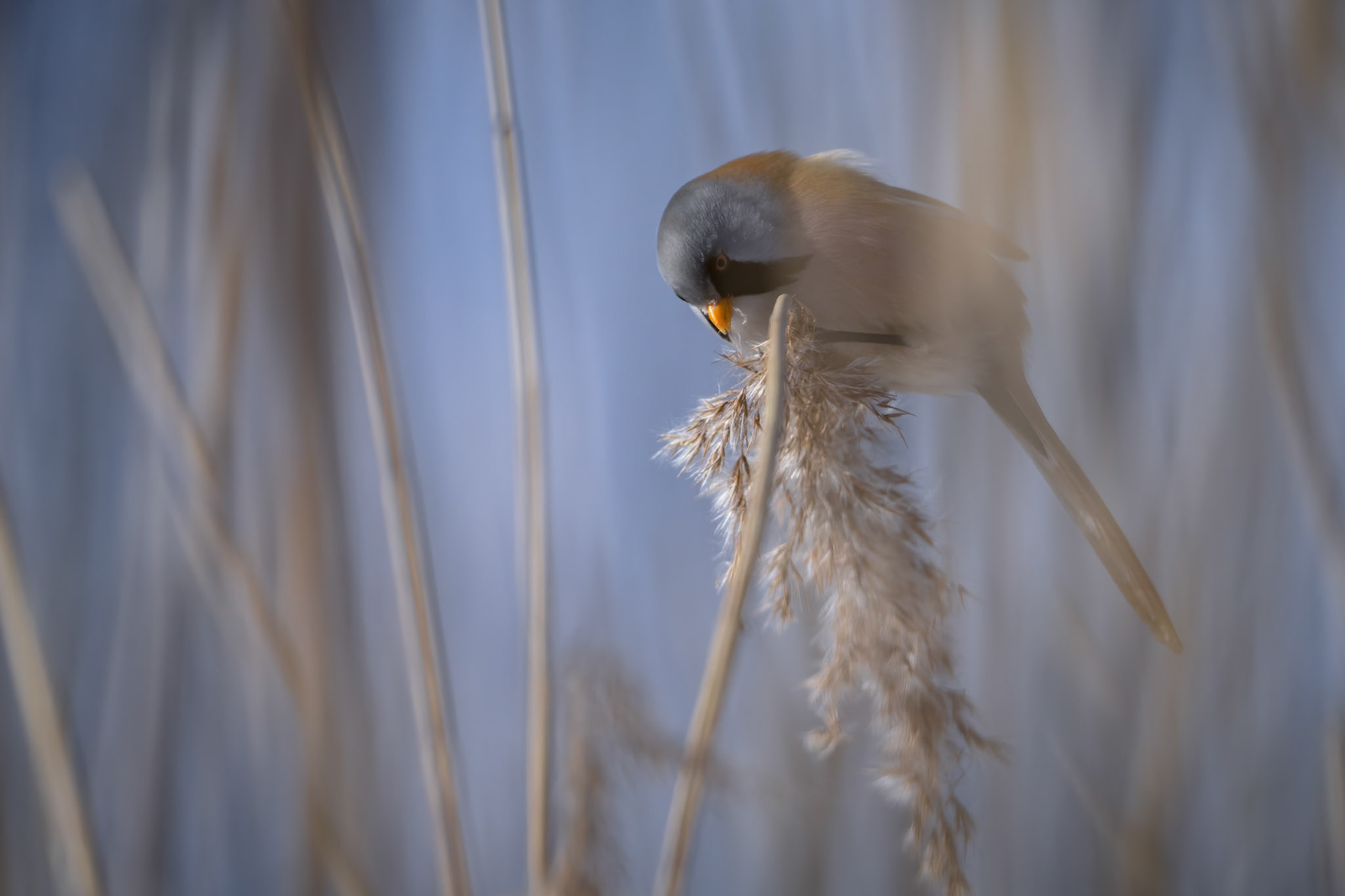 Skægmejse (Panurus biarmicus)