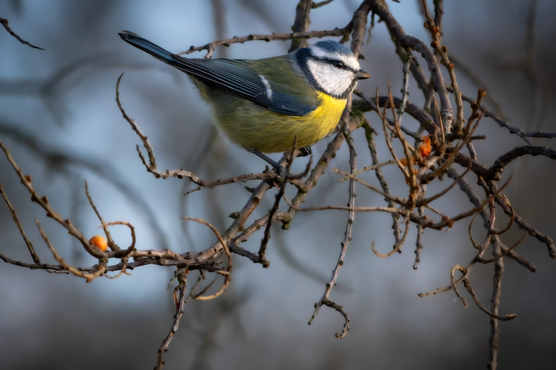 Blåmejse (Cyanistes caeruleus)