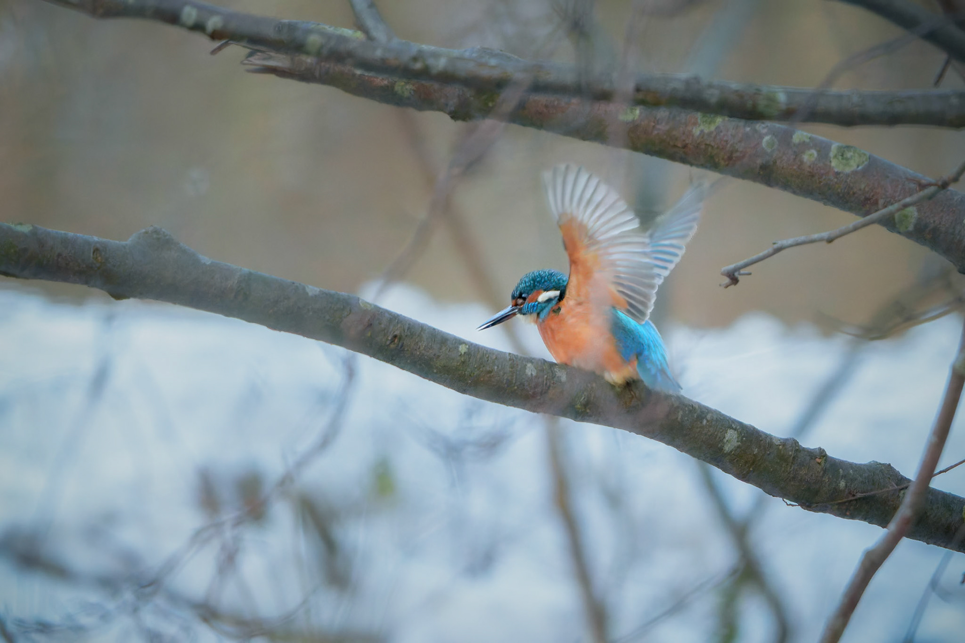 Isfugl (Alcedo atthis)