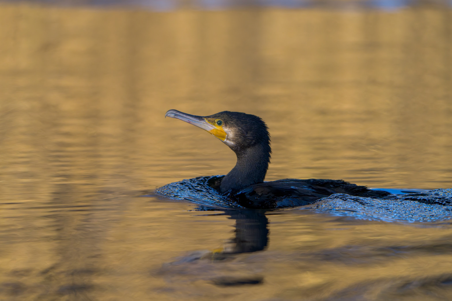 Skarv (Phalacrocorax carbo)